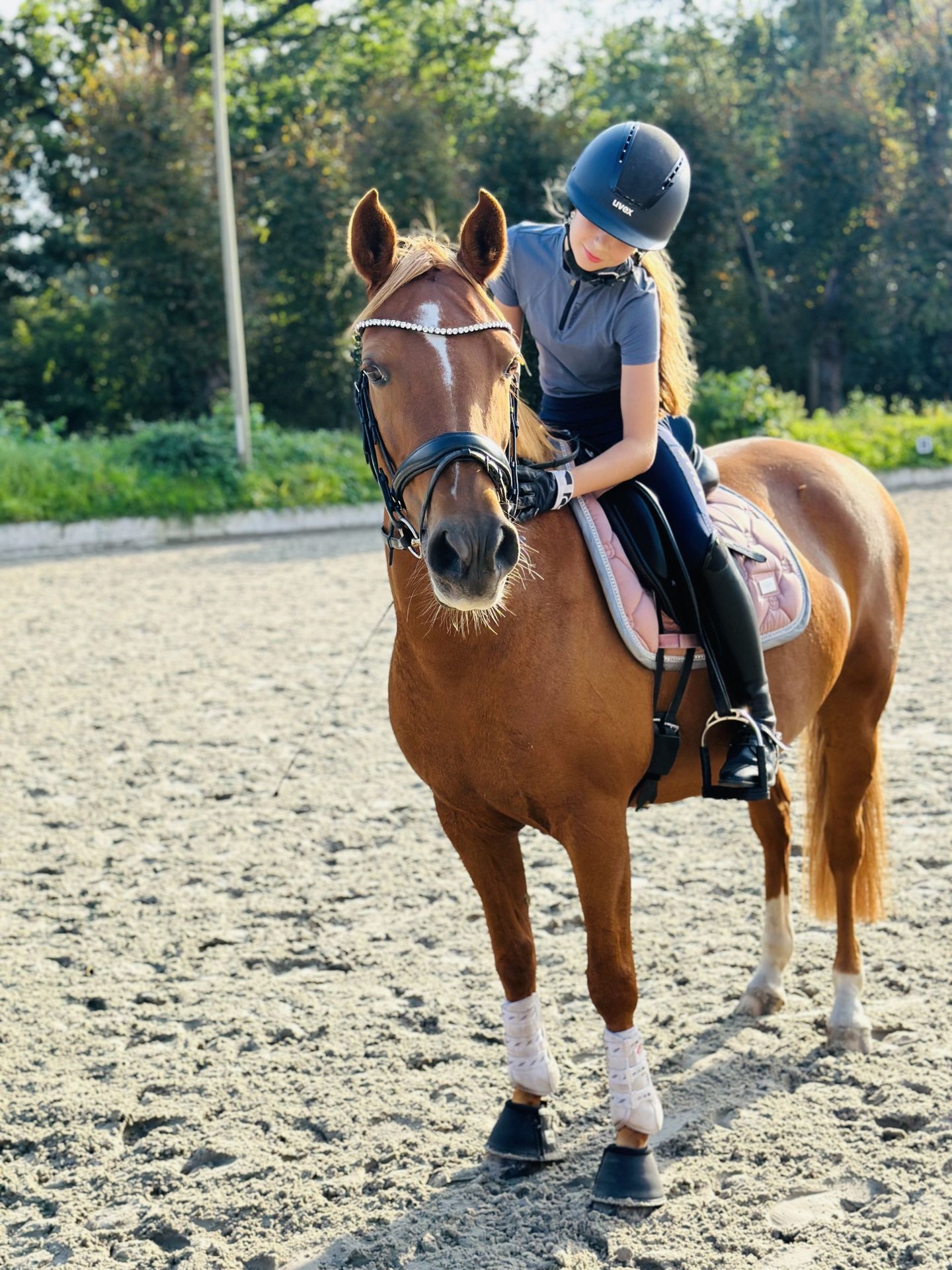 German Riding Pony Ranch German Riding Pony Mare 13 years 14,1 hh Chestnut in Tangstedt