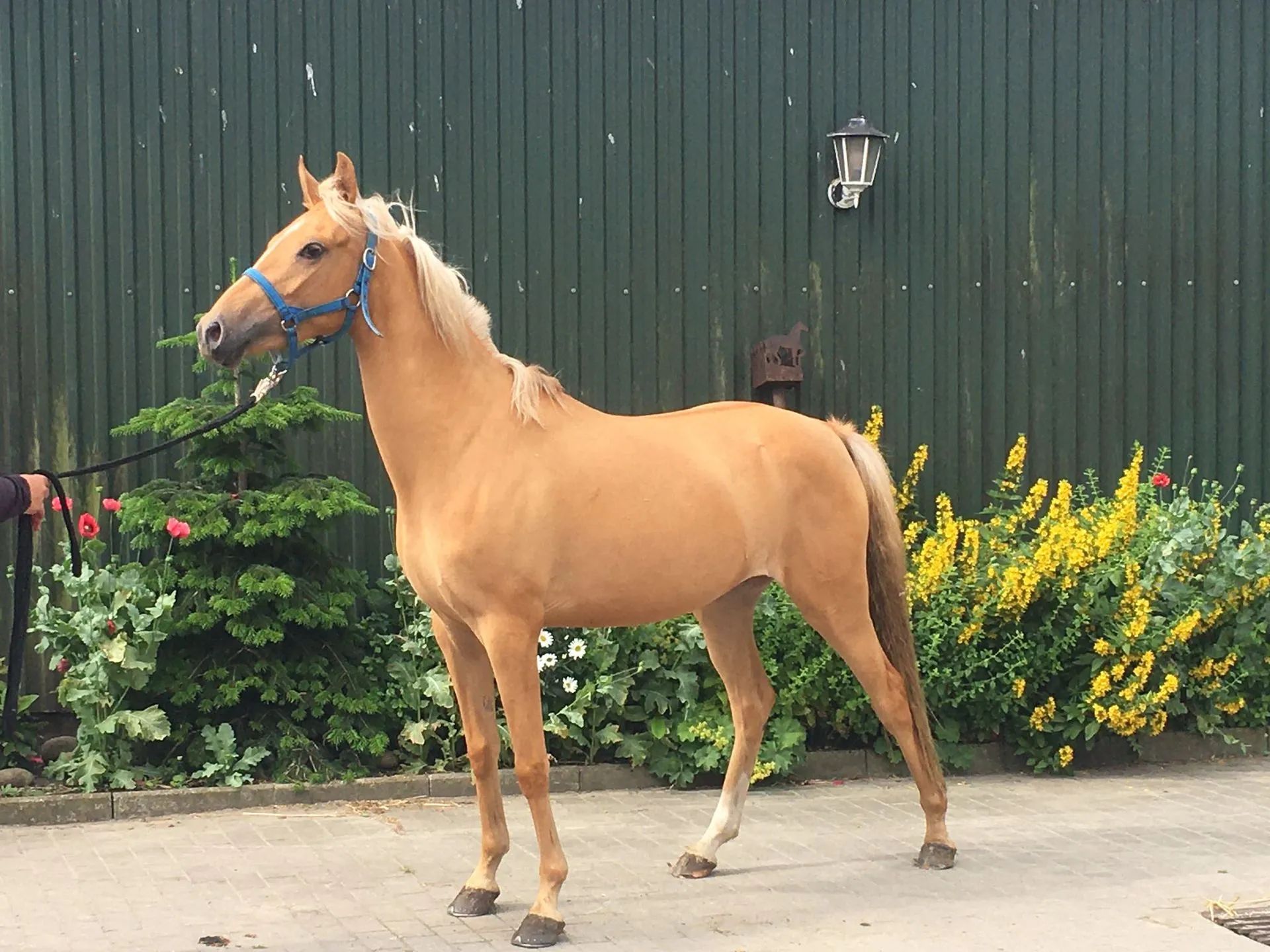 Deutsches Reitpony Stute 4 Jahre 143 Cm Palomino In Süderlügum