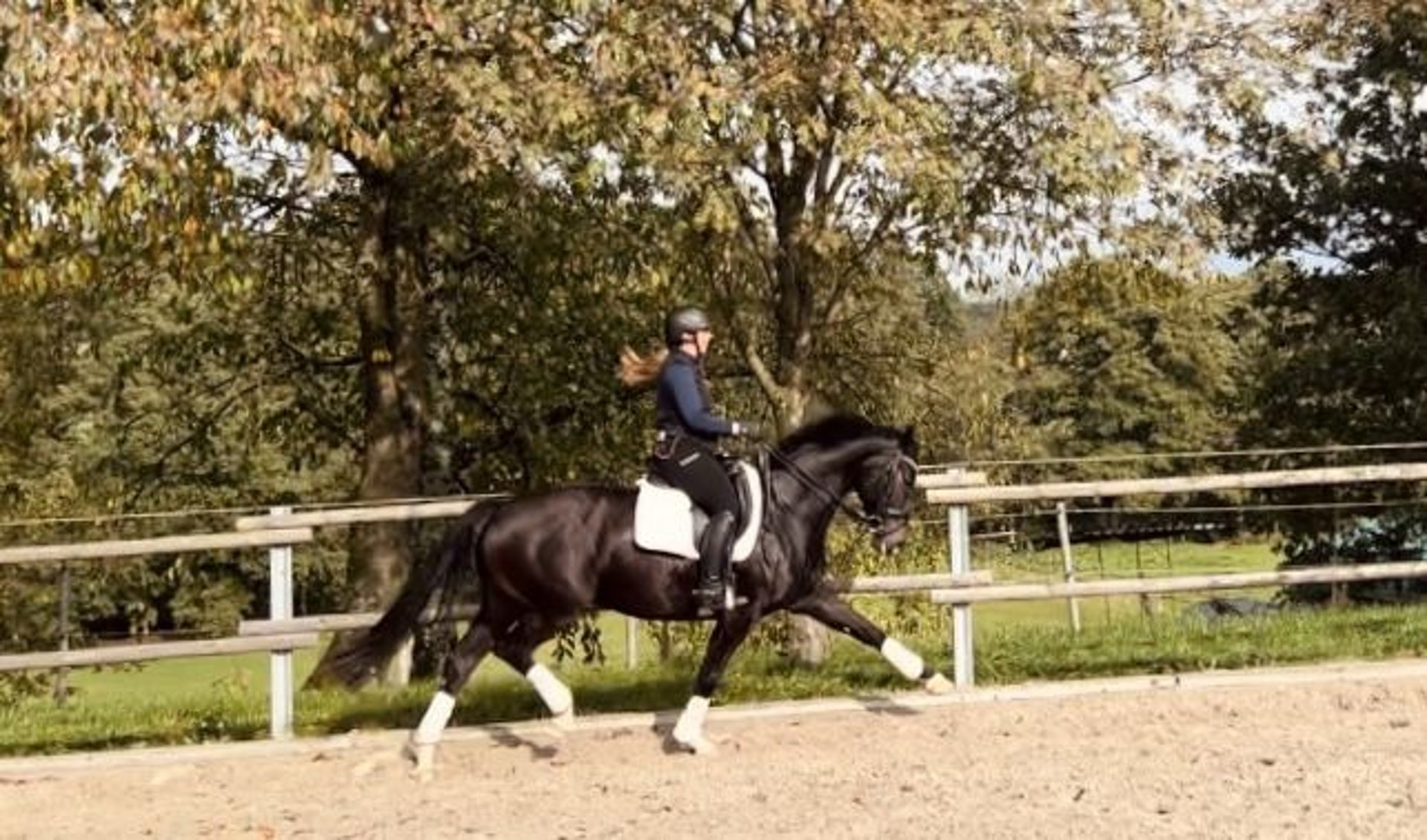 Westphalian Mare 6 years 16 hh Smoky-Black in Schlüchtern