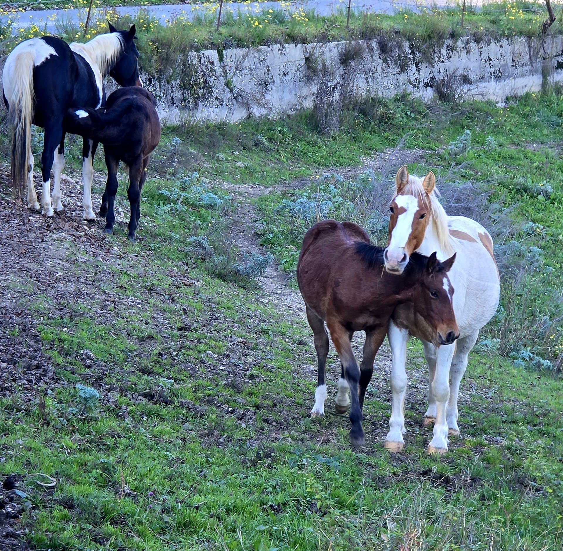 American Quarter Horse Mix Hengst 1 Jahr Dunkelfuchs in Sant'Anna D'Alfaedo