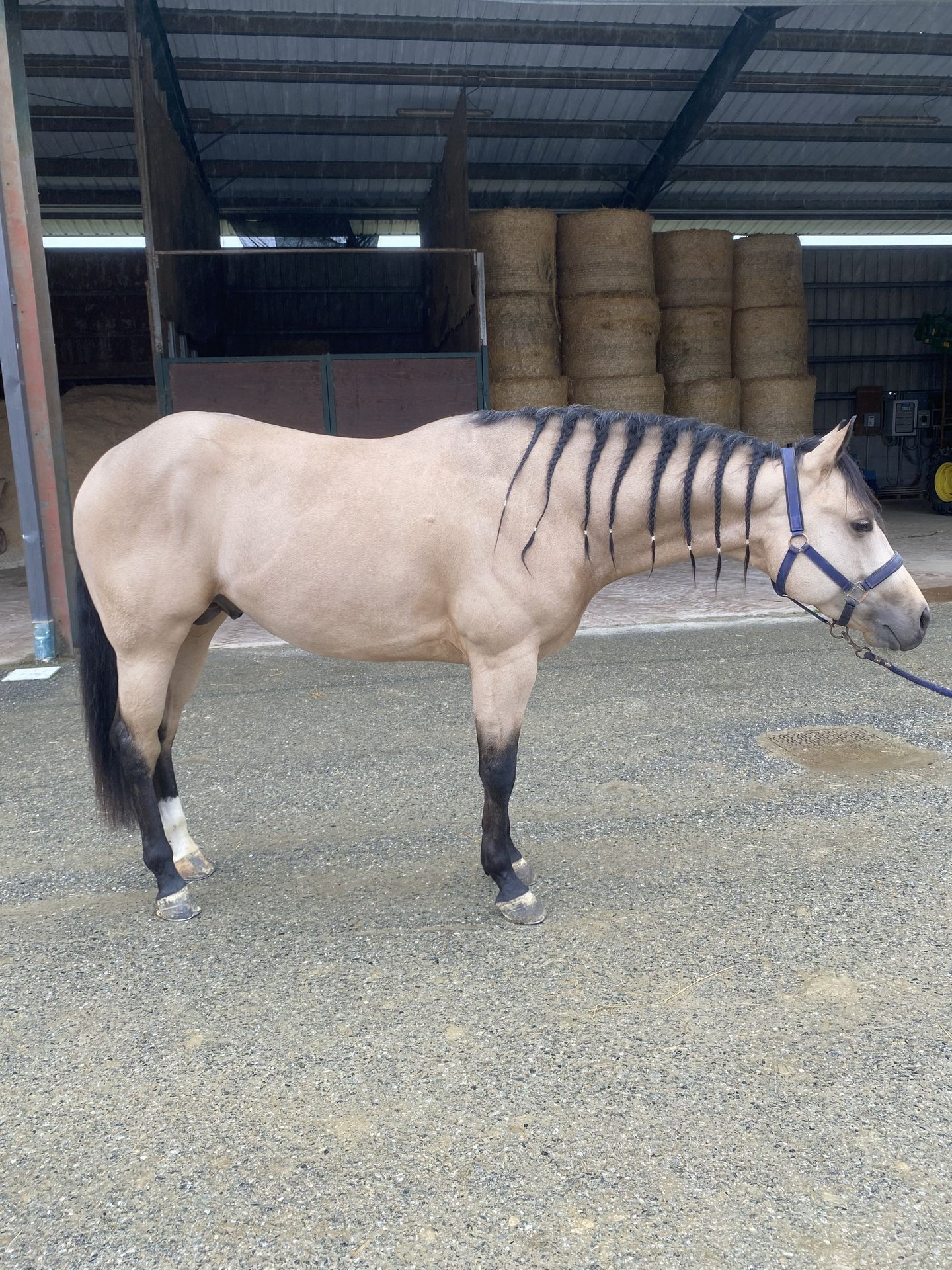 american-quarter-horse-hengst-3-jahre-hellbrauner-in-caluso