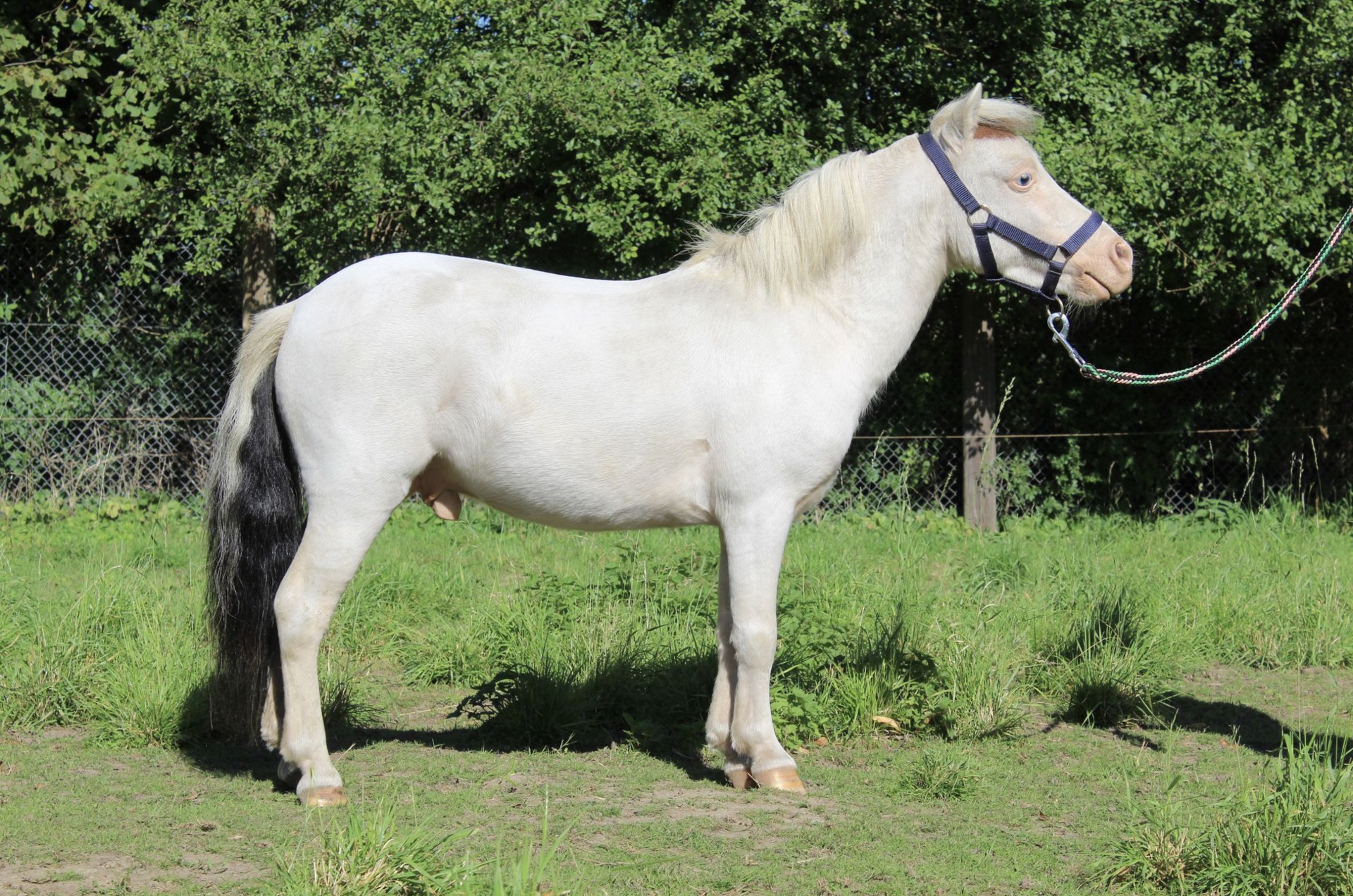 American Miniature Horse Stallion Tobiano-all-colors in Hohenhameln