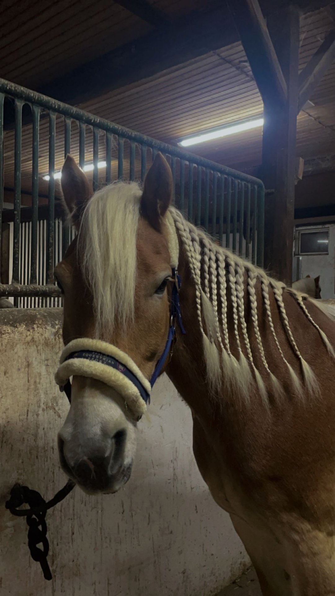 Haflinger Caballo castrado 9 años 148 cm Alazán in Neuhof an der Zenn