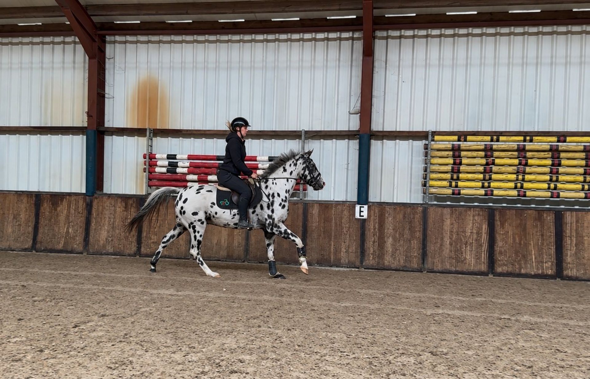 Appaloosa-Wallach, Tigerschecke, 5 Jahre, Impression 3