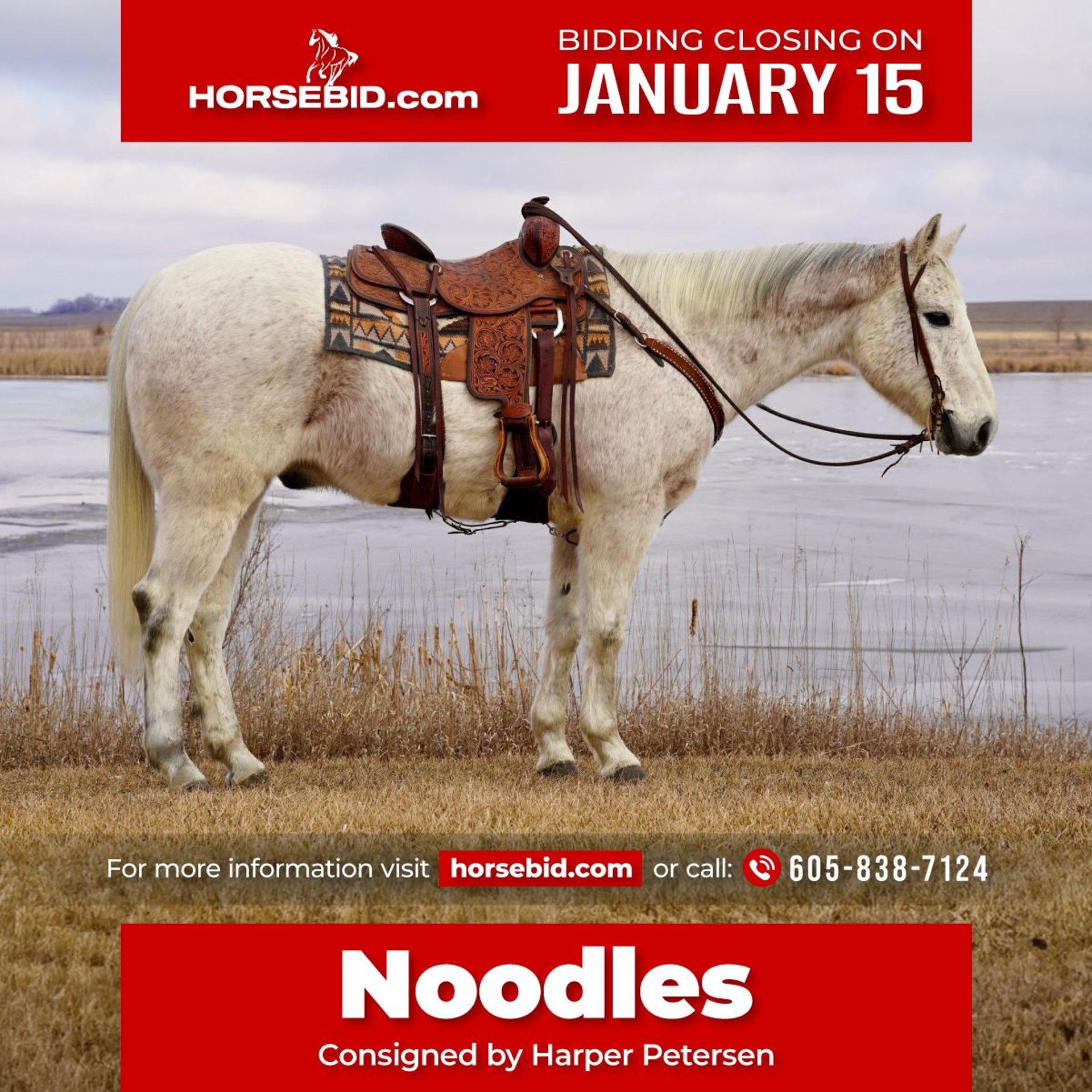 Caballo cuarto de milla Caballo castrado 14 años 155 cm Tordo in Valley