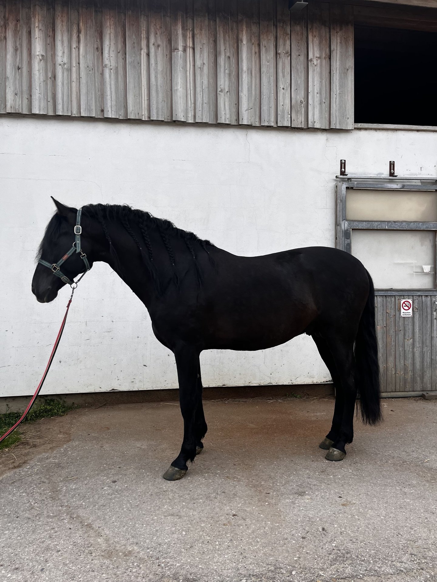 PRE Mix Hengst 5 Jahre 160 cm Rappe in Mitterndorf an der Fischa