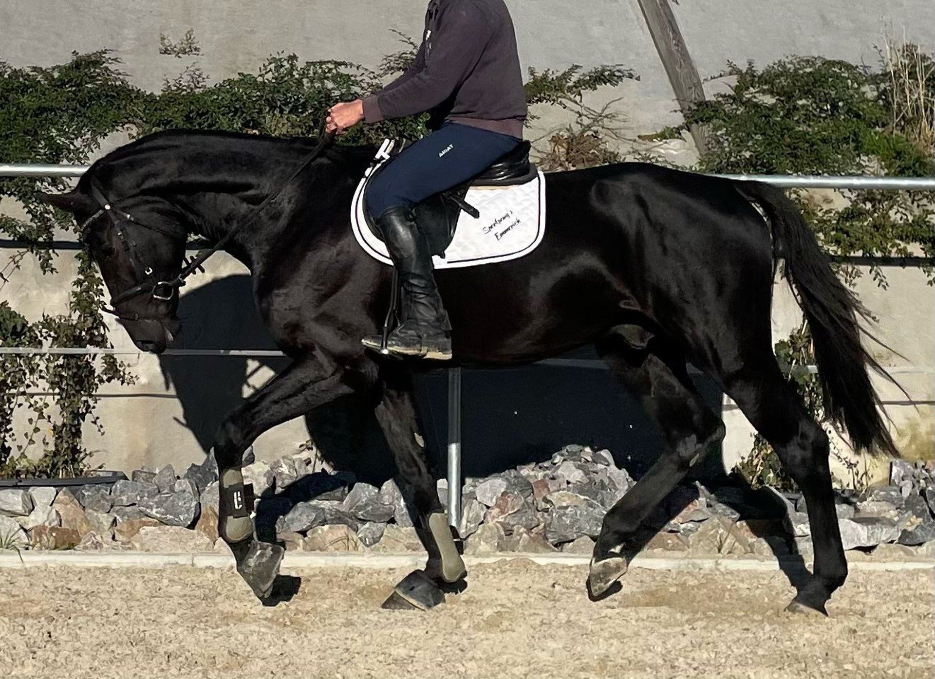 KWPN Stallion 3 years 17 hh Black in Penig