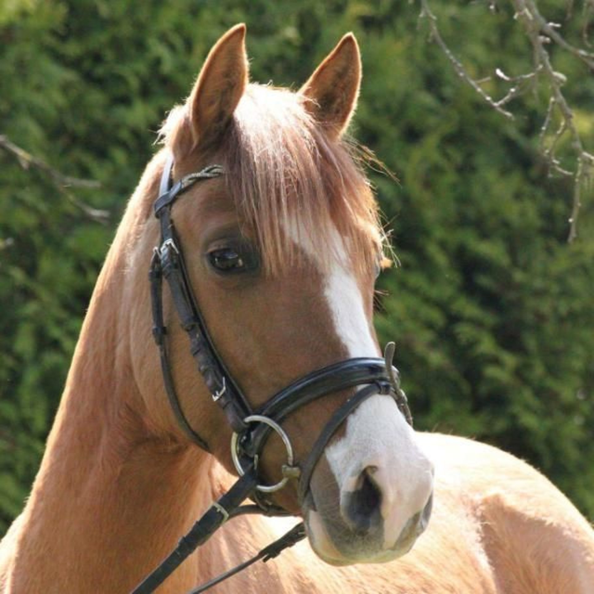 Deutsches Reitpony Stute 8 Jahre 143 Cm Fuchs In Raindorf