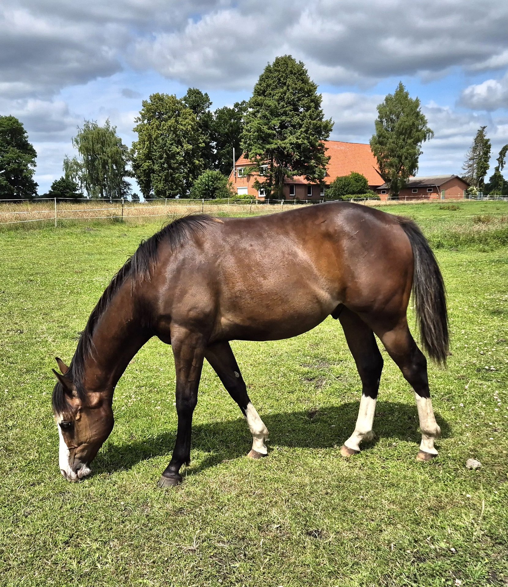 Staffe Western HKM - Marrone Scuro In Alluminio Con Battistrada In Pelle - Foto 12