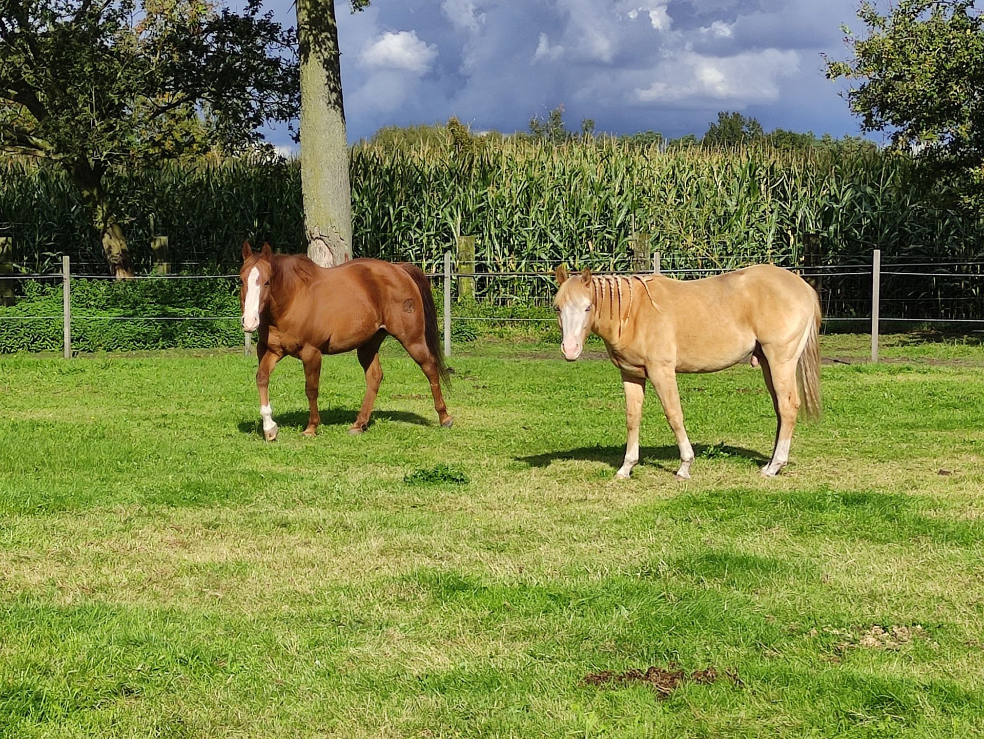 Painthäst Hingst 1 år Champagne in Balen