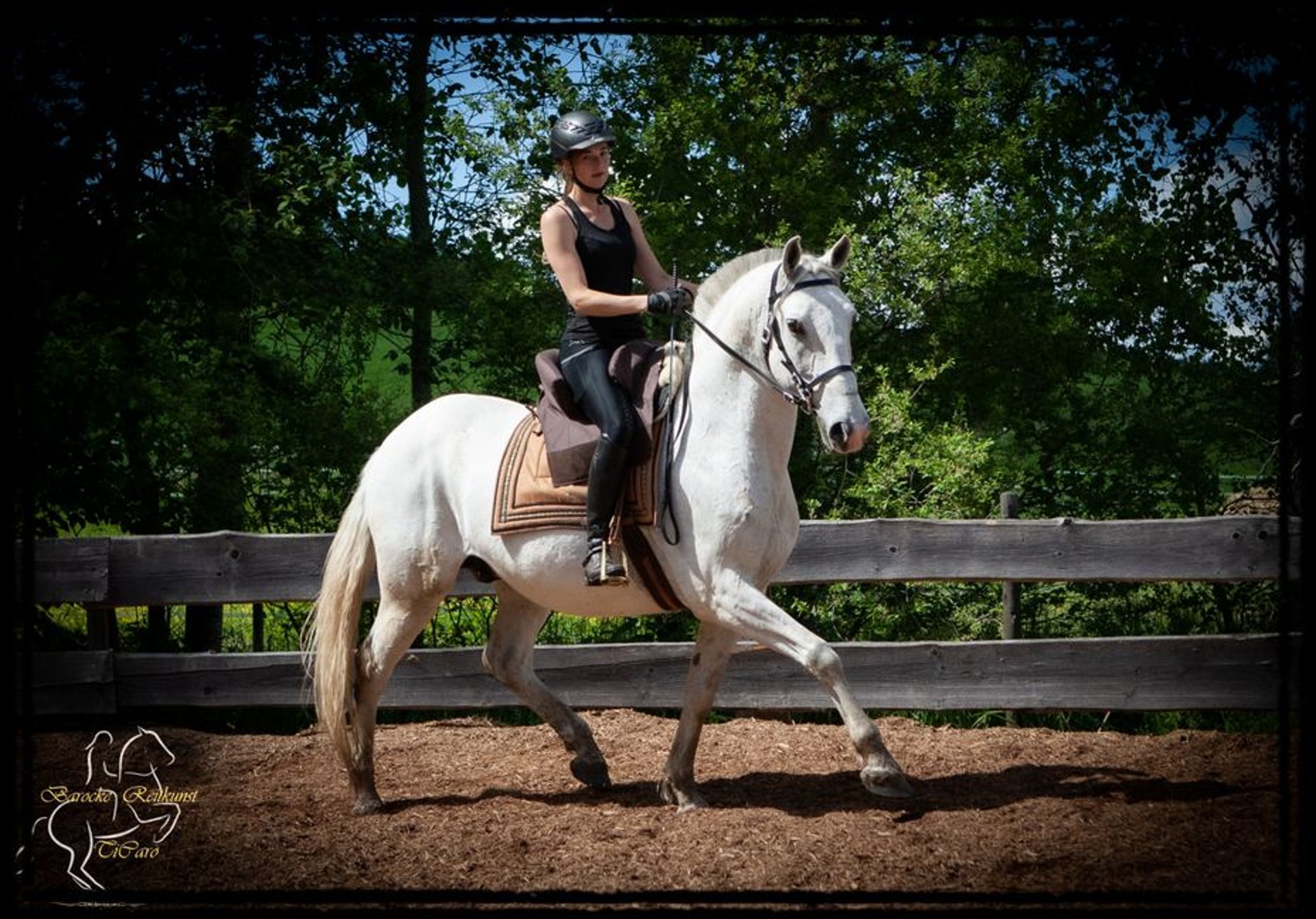 Lipizzaner Gelding 15 years 15,2 hh Gray in Patersdorf