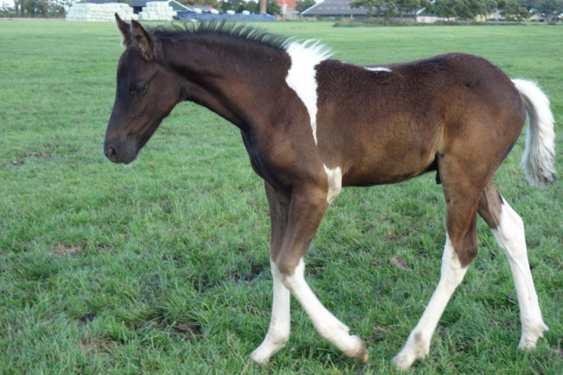 Baroque Pinto Stallion 2 years Brown in Chiclana de la Frontera