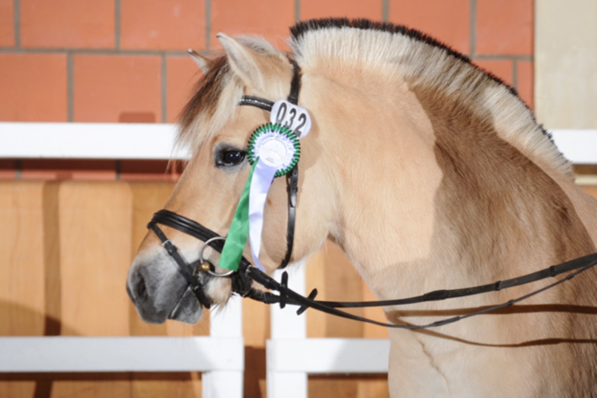 Dansk Fjord レードル Germany ダンス Zangersheider Gelding 3 years 16 hh Brown in Gersten