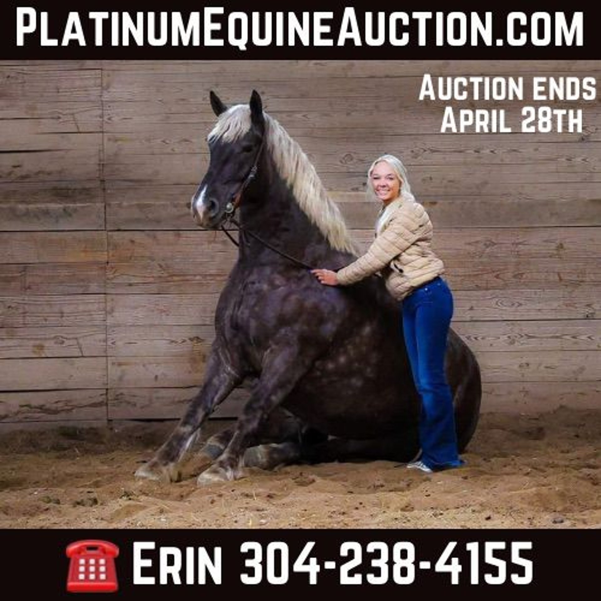 American Quarter Horse Mare 4 years 17 hh in Flemingsburg KY