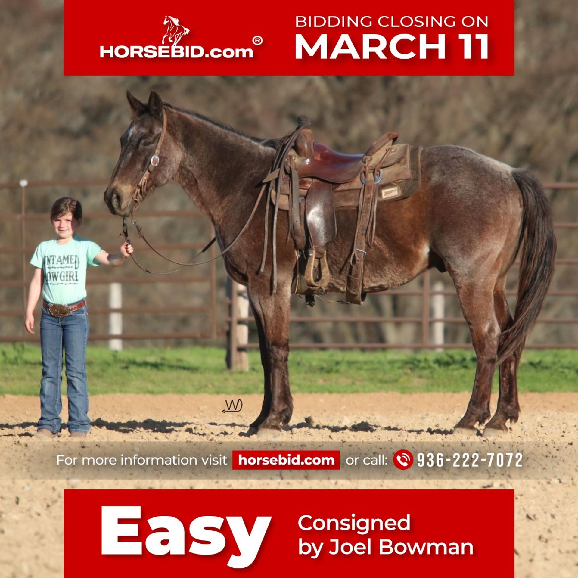 American Quarter Horse Gelding 17 years 15 hh RoanBlue in Carthage, TX