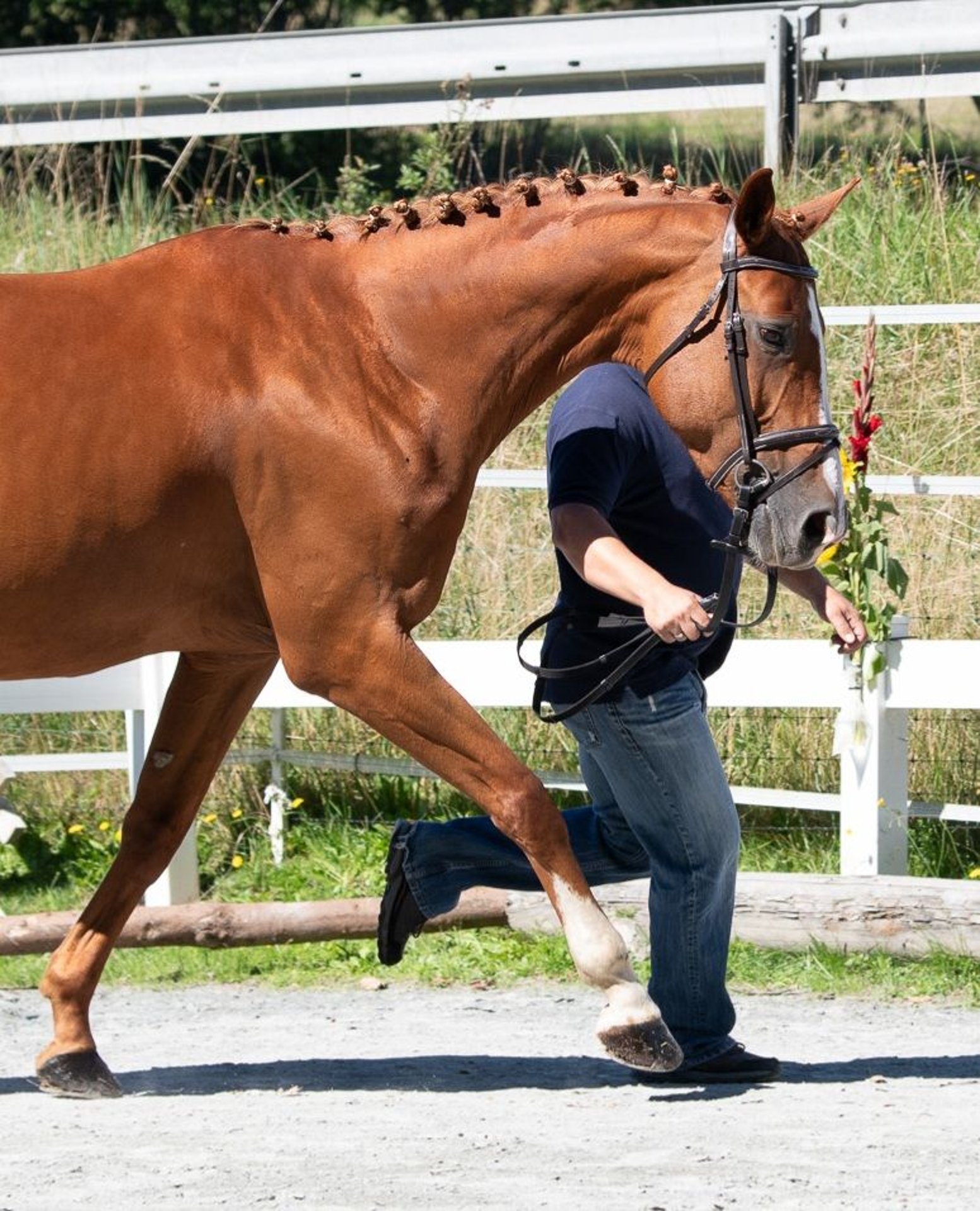 Altri cavalli a sangue caldo Giumenta 13 Anni 169 cm Sauro in Naila