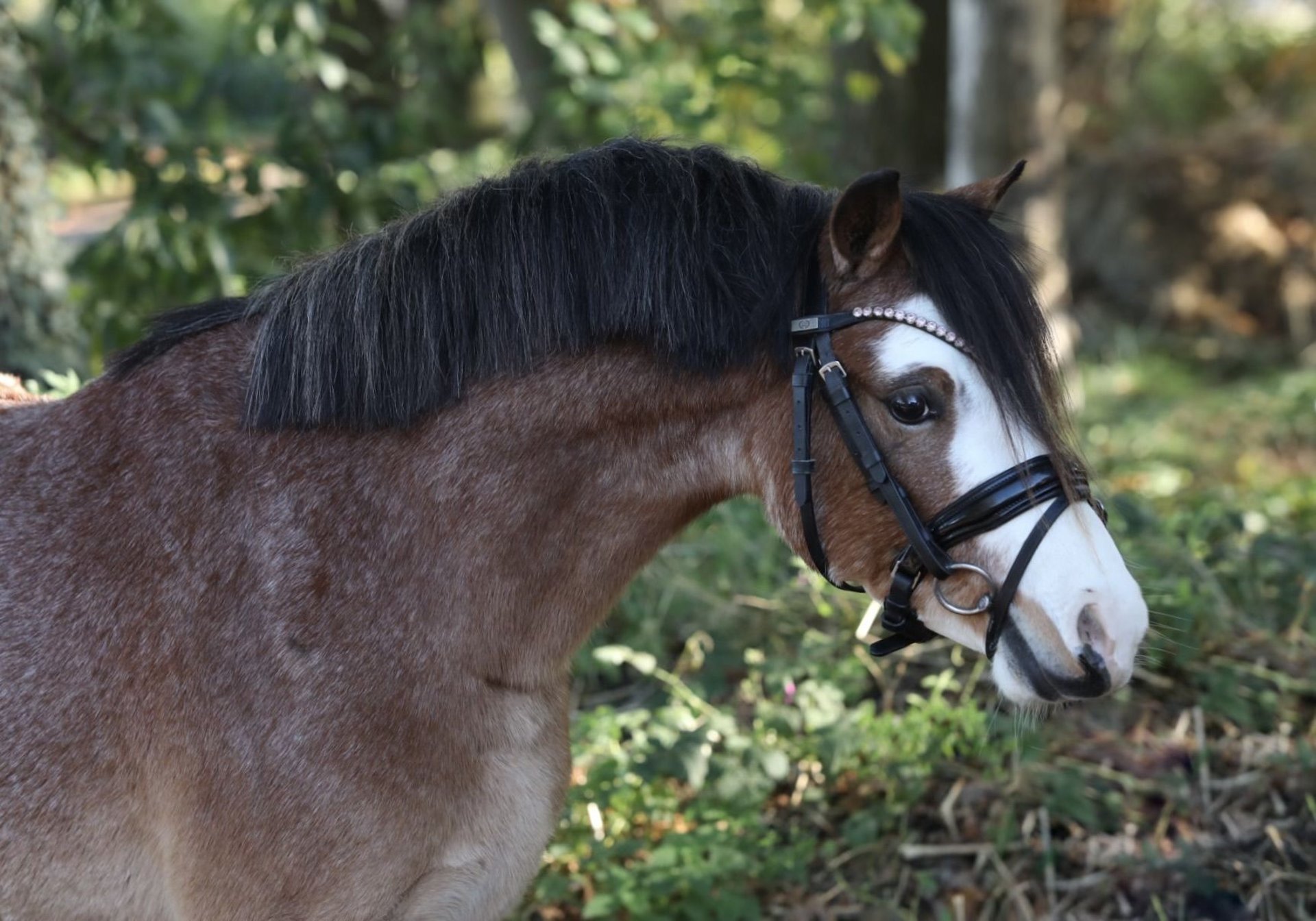 Welsh-A Wallach 3 Jahre 118 Cm Brauner In Aalten