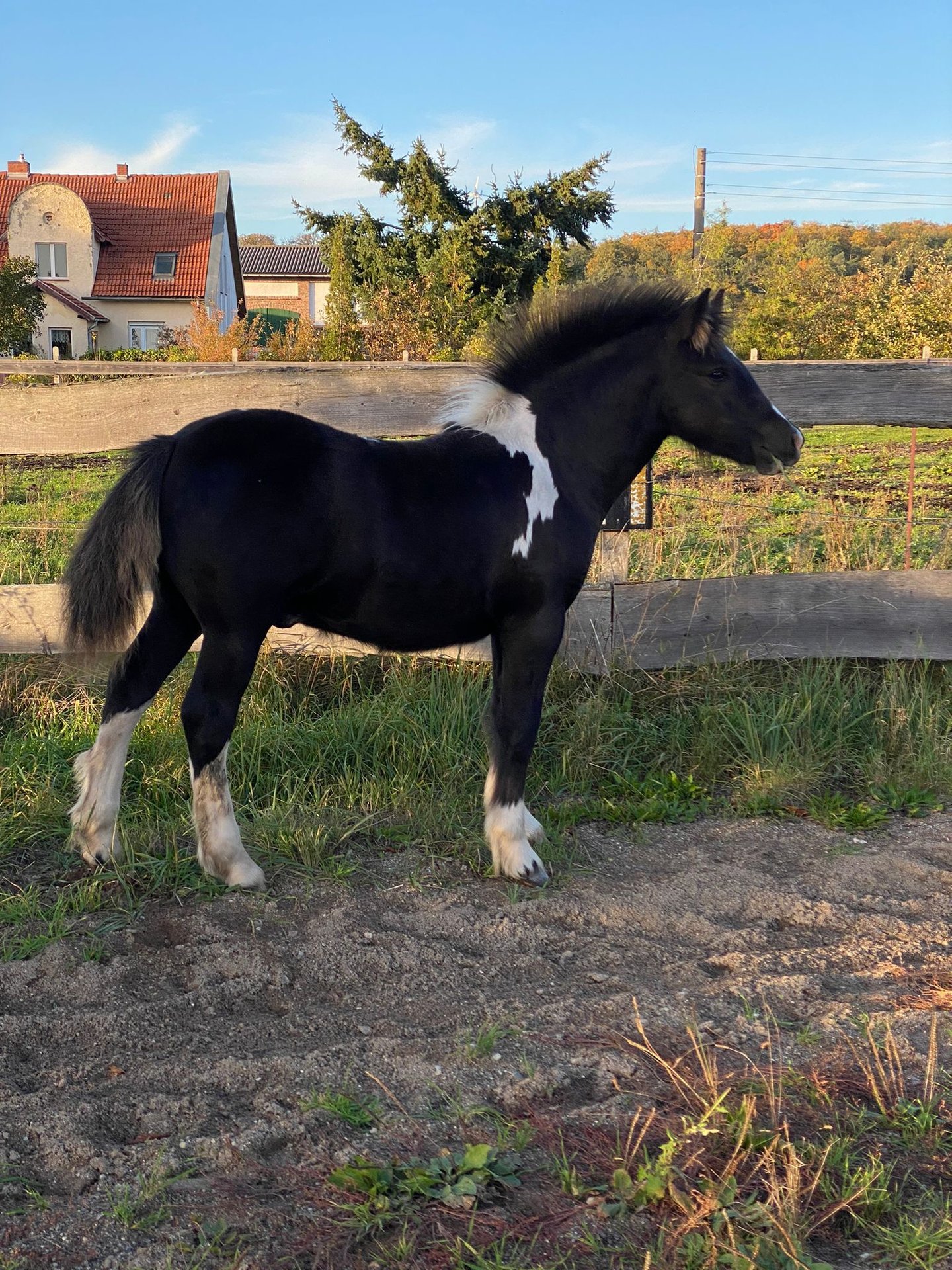 Weitere Ponys/Kleinpferde Mix Hengst Fohlen (05/2023) 150 Cm Schecke In ...