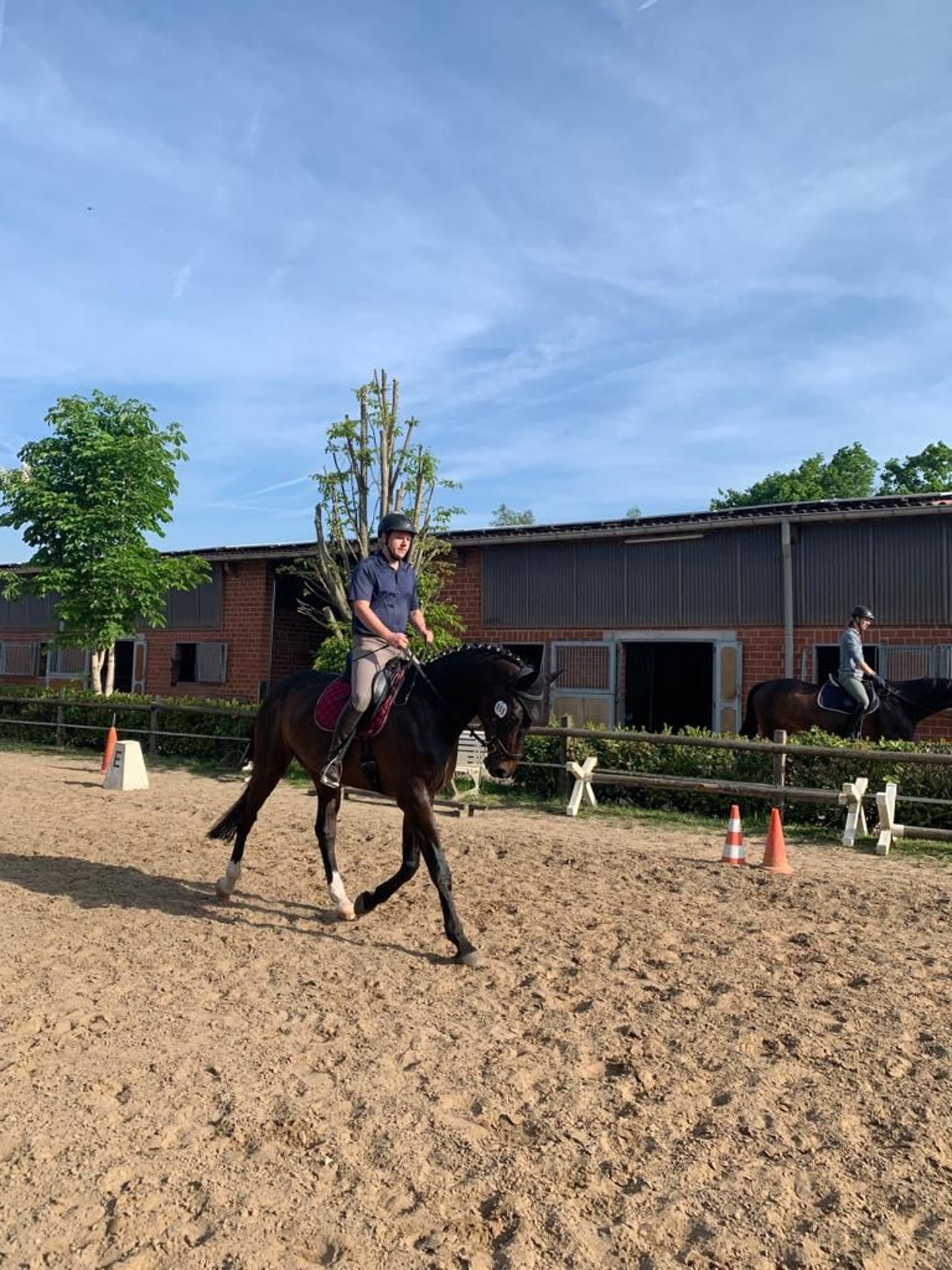 Westfale Wallach 10 Jahre 170 cm Brauner in Beckum