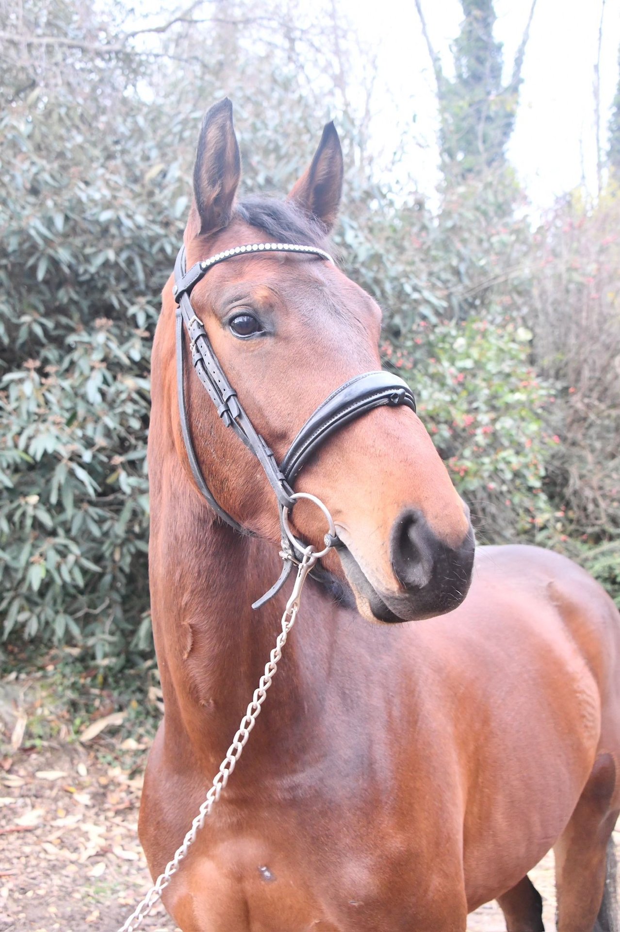 Selle Francais Stute 5 Jahre 168 cm Brauner in Steinbrunn le bas