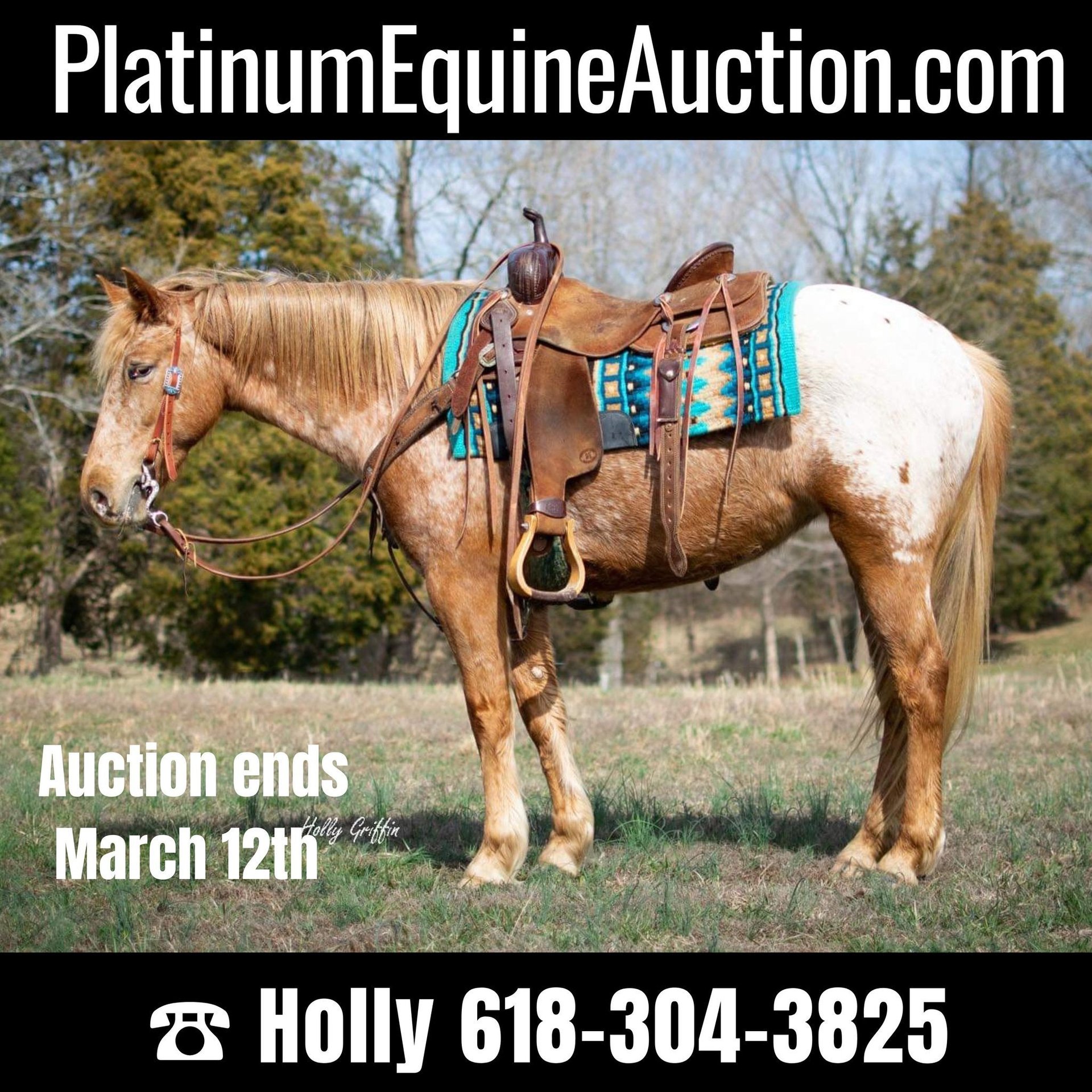 Appaloosa Jument 8 Ans 142 cm Bai in Greenville KY