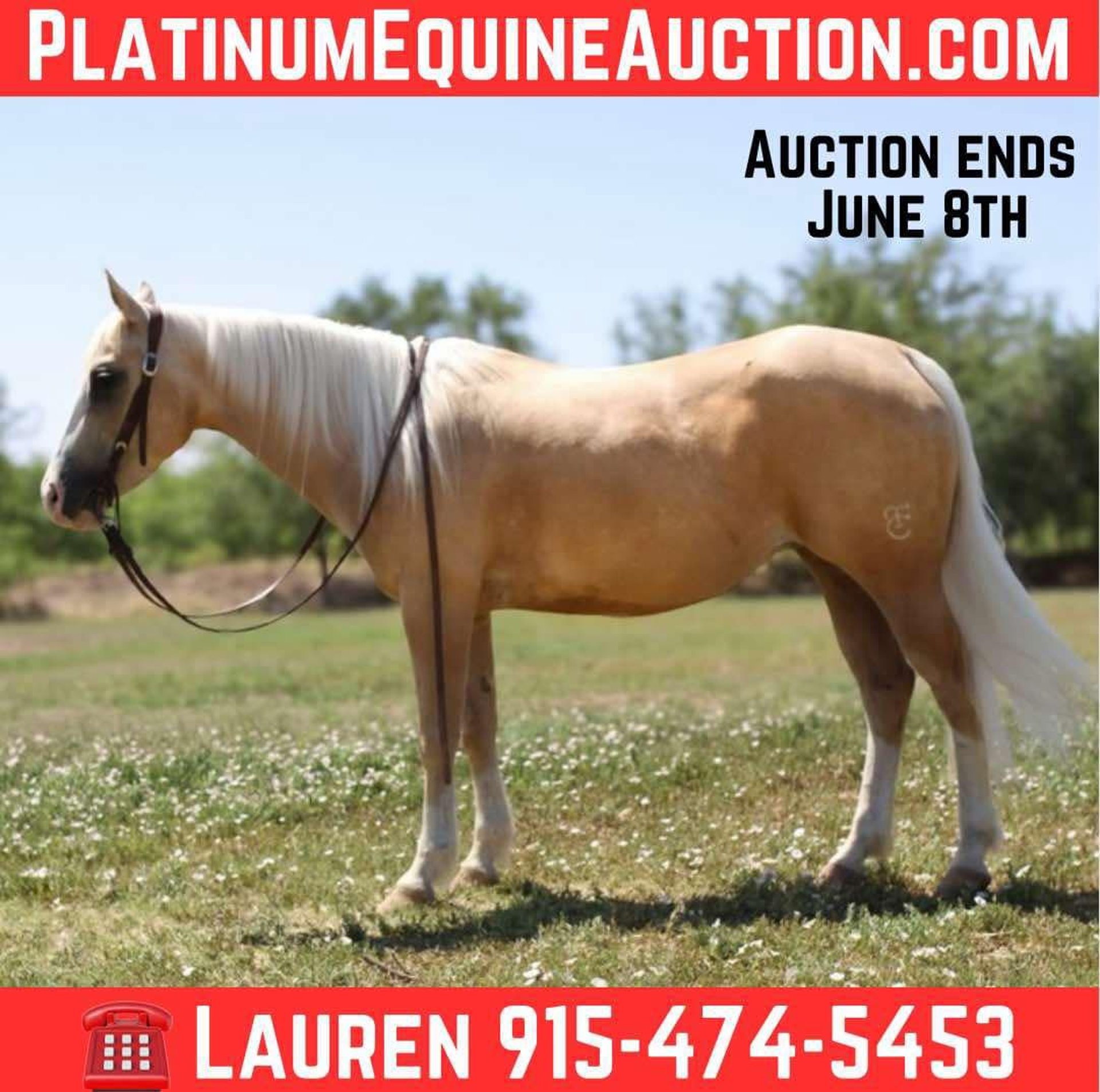 Caballos En Venta En Texas