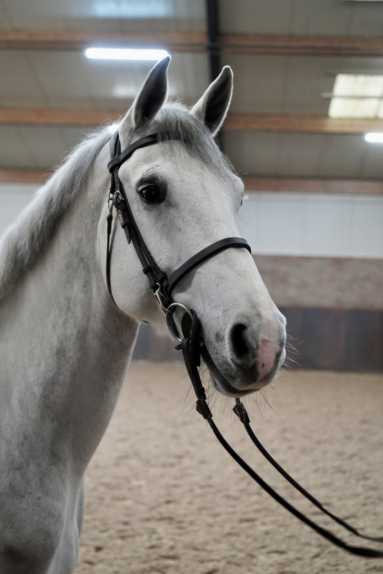 KWPN Mare 6 years Gray in Borne
