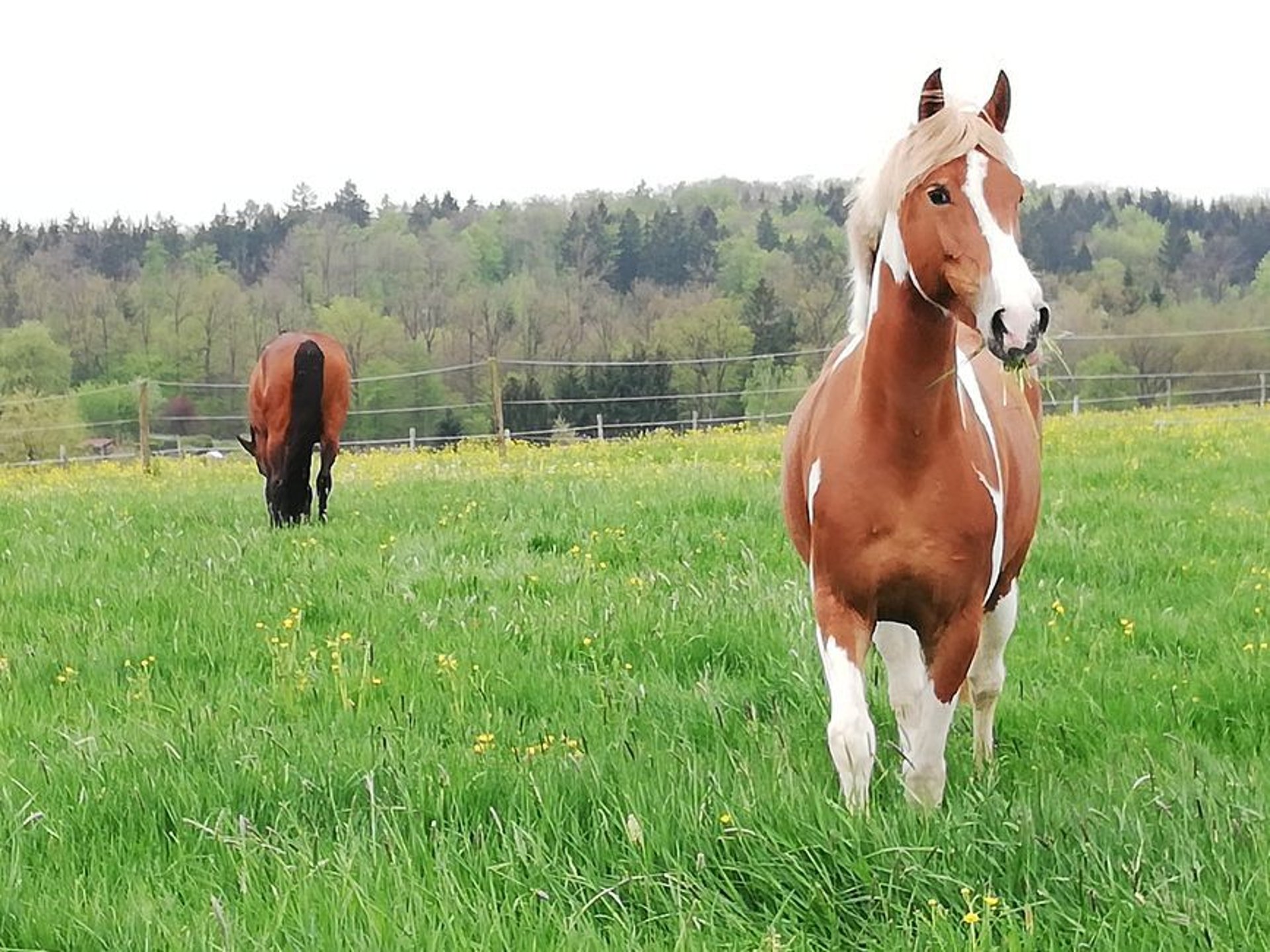 Deutsches Reitpony Stute 9 Jahre 148 Cm Schecke In Aalen