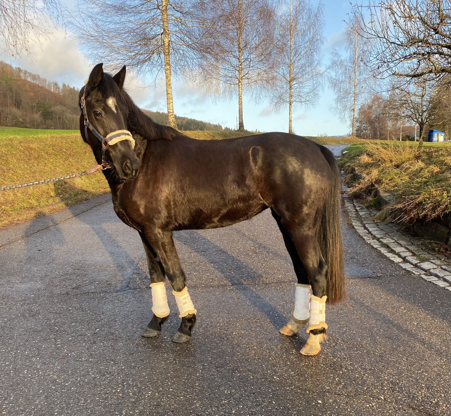 Deutsches Reitpony Stute 4 Jahre 153 Cm Rappe In Deggenhausertal