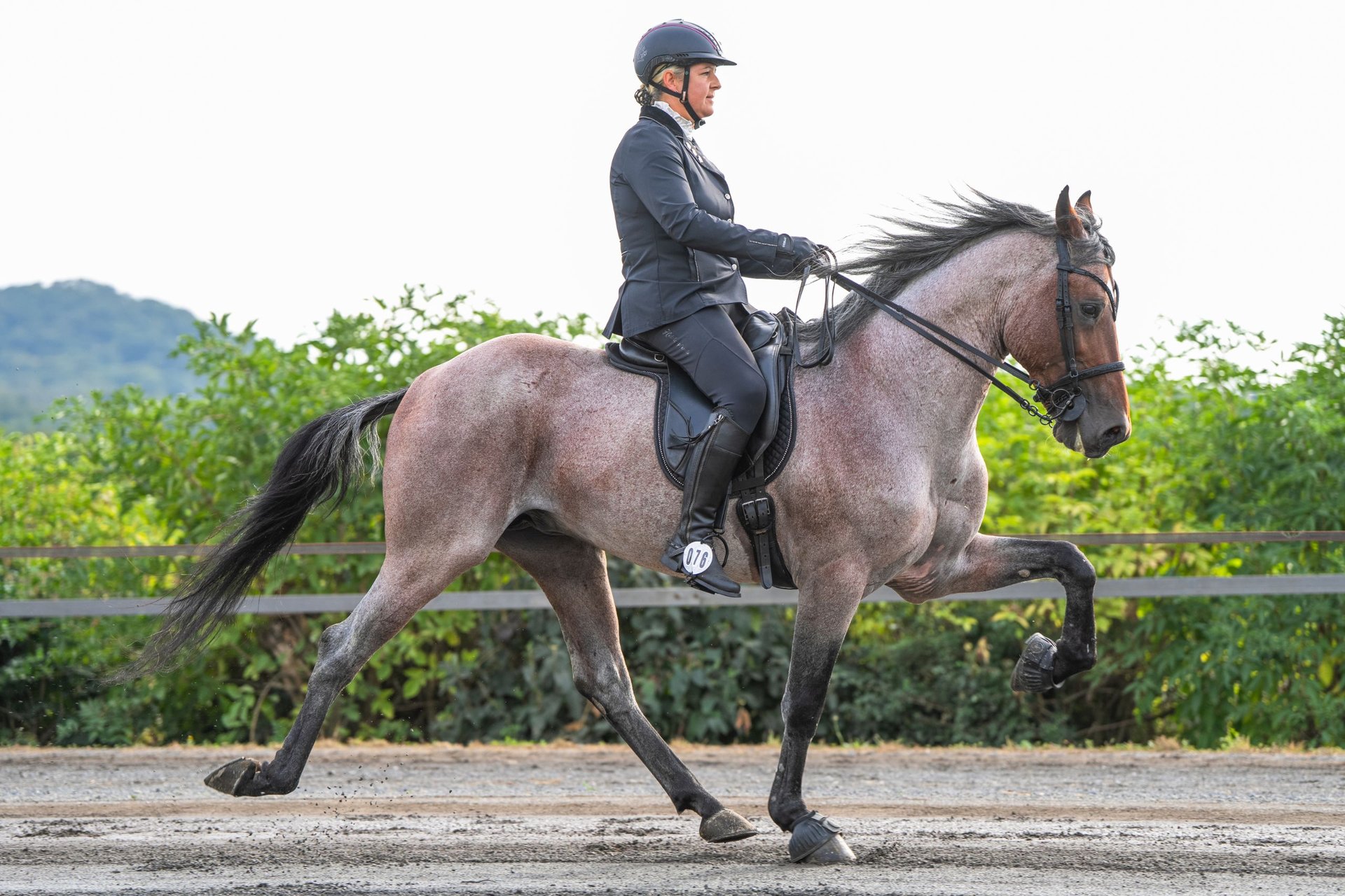 Speed Raking Speed Racking Horse Stallion Roan-Bay in Aichtal