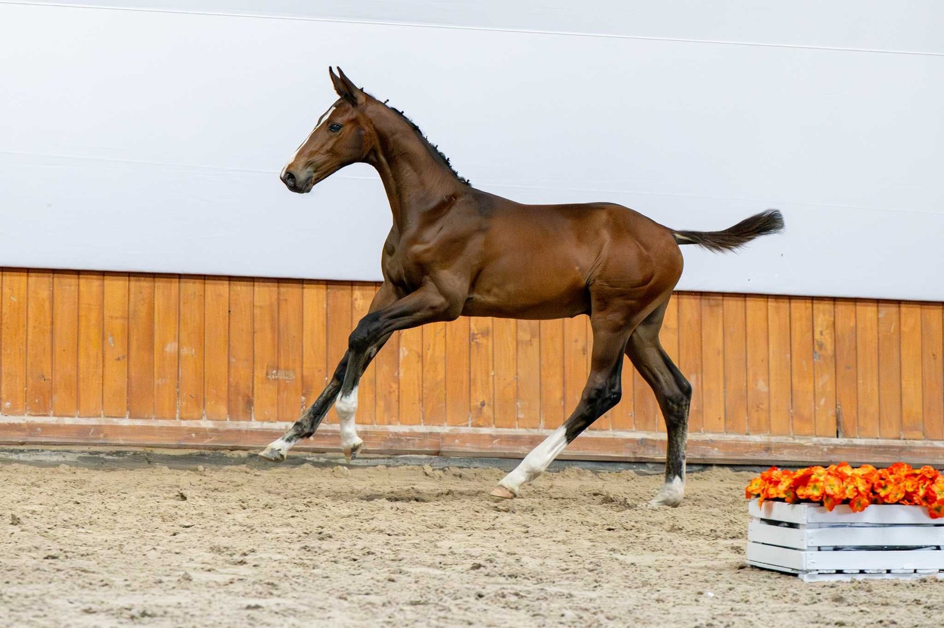 Holstein Stallion Foal (04/2025) in Baborówko