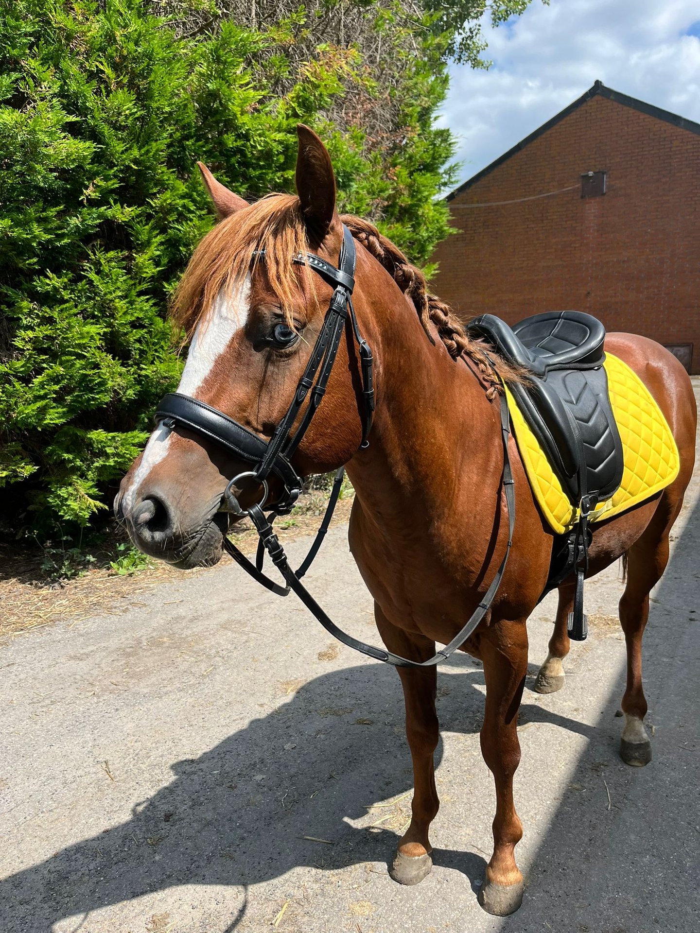 american-quarter-horse-mix-hengst-5-jahre-150-cm-hellbrauner-in-goes