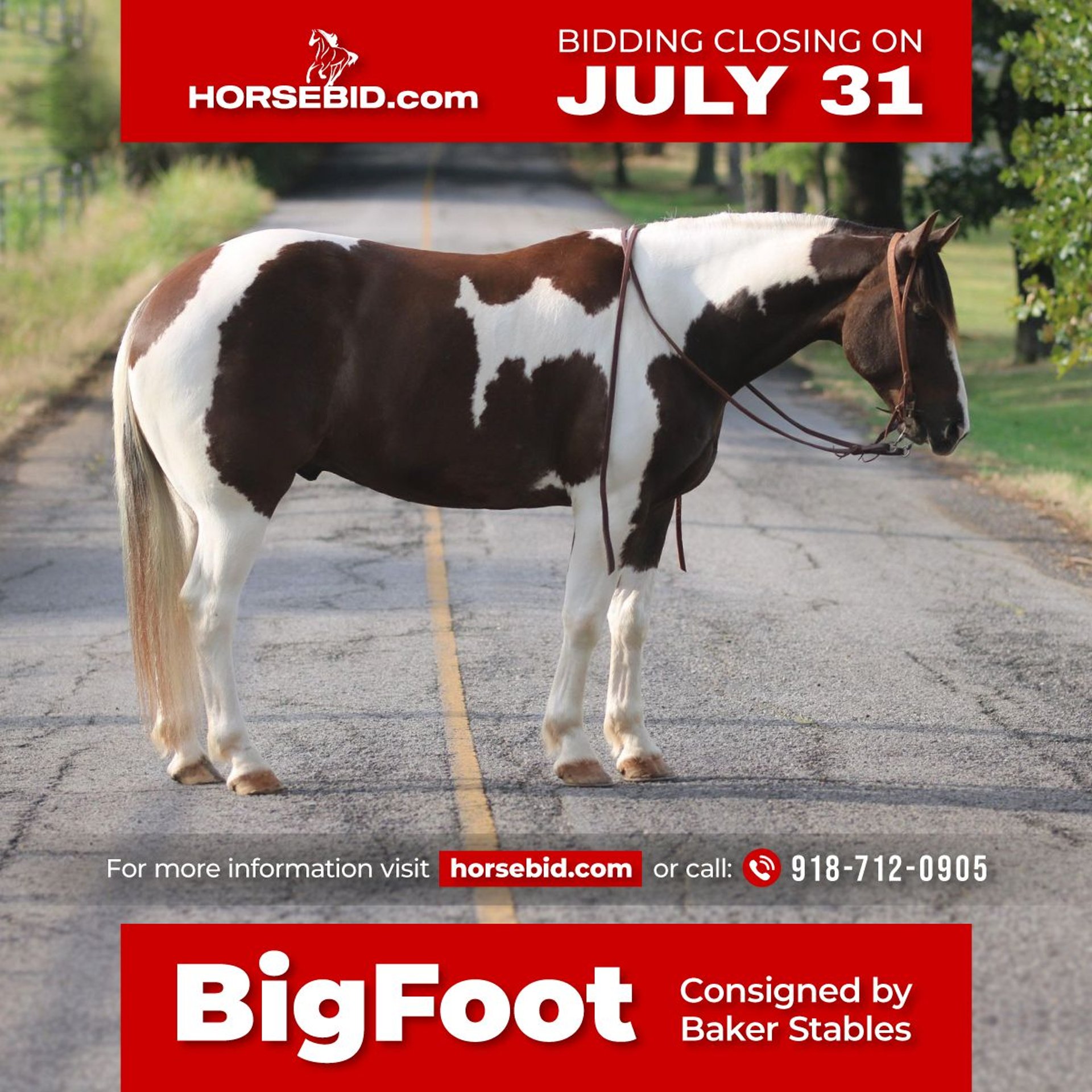 Draft Horse Mix Gelding 8 years 16 hh in Sallisaw, OK