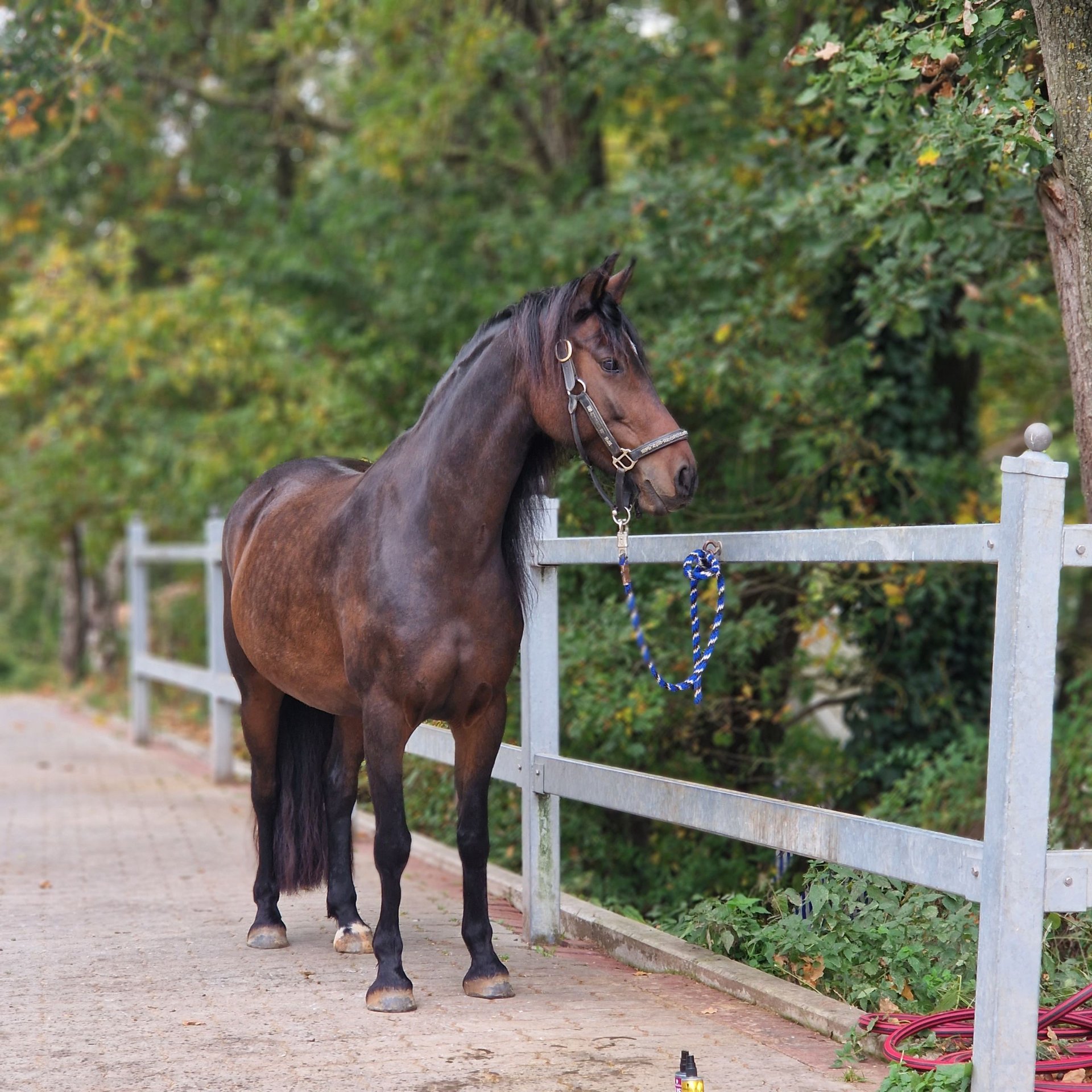 Friesian horses Mix Mare 8 years 15,1 hh Brown in Bamberg