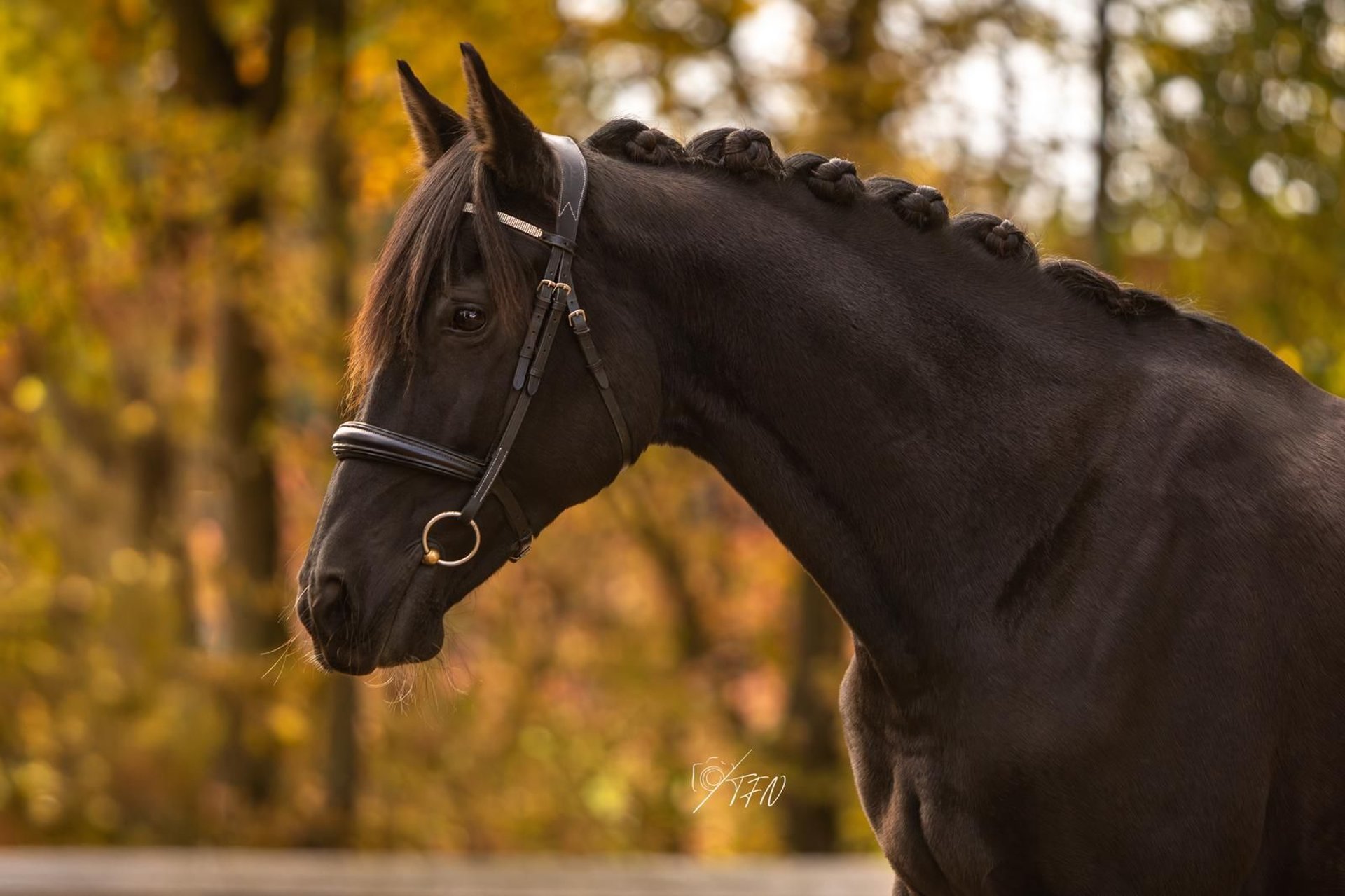 Andalusian Mix Mare 14 years 15.1 hh Black in Womrath
