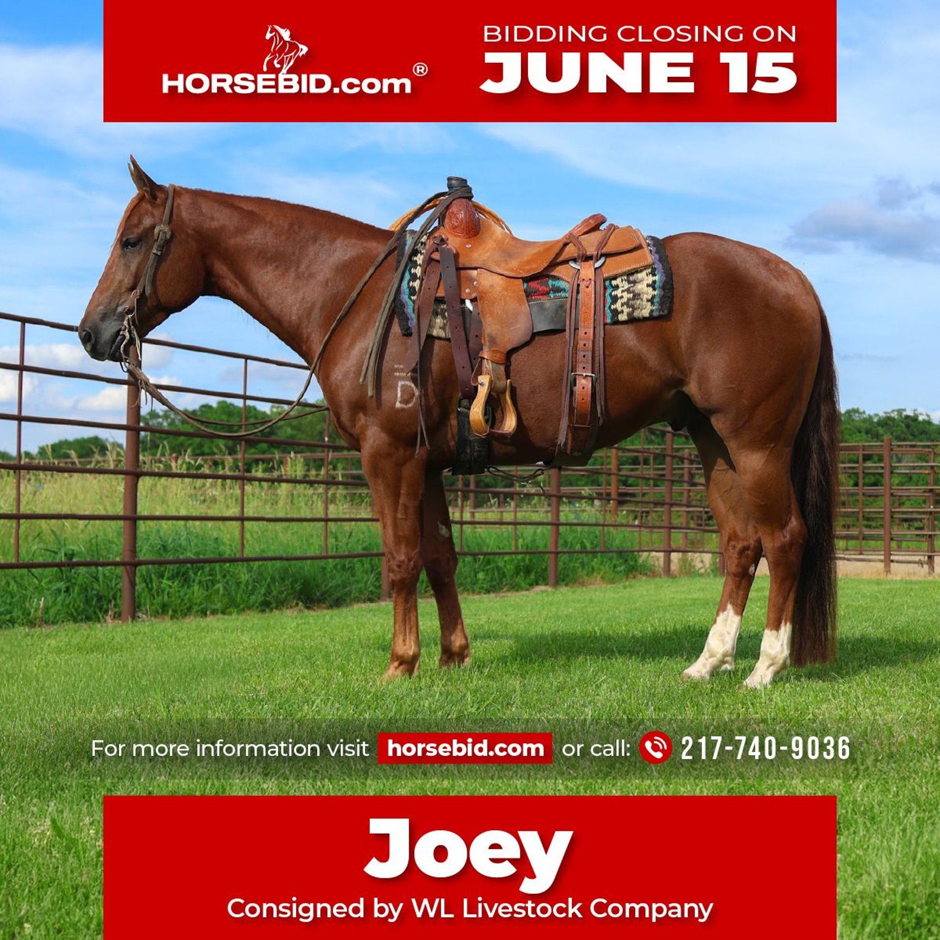 American Quarter Horse Gelding 4 years 15 hh Sorrel in La Grange