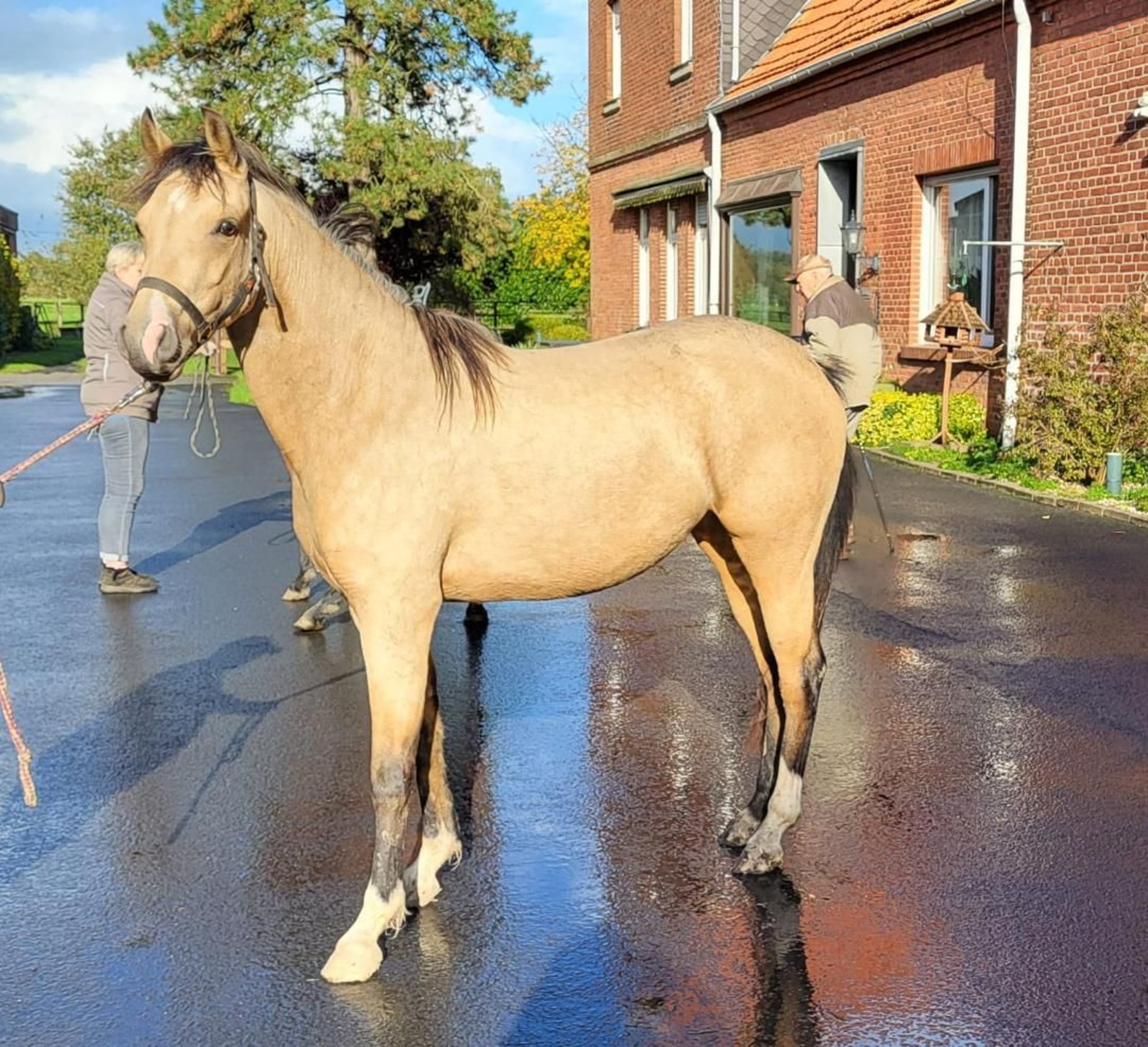 Deutsches Reitpony Stute 3 Jahre 142 Cm Falbe In Steinfurt