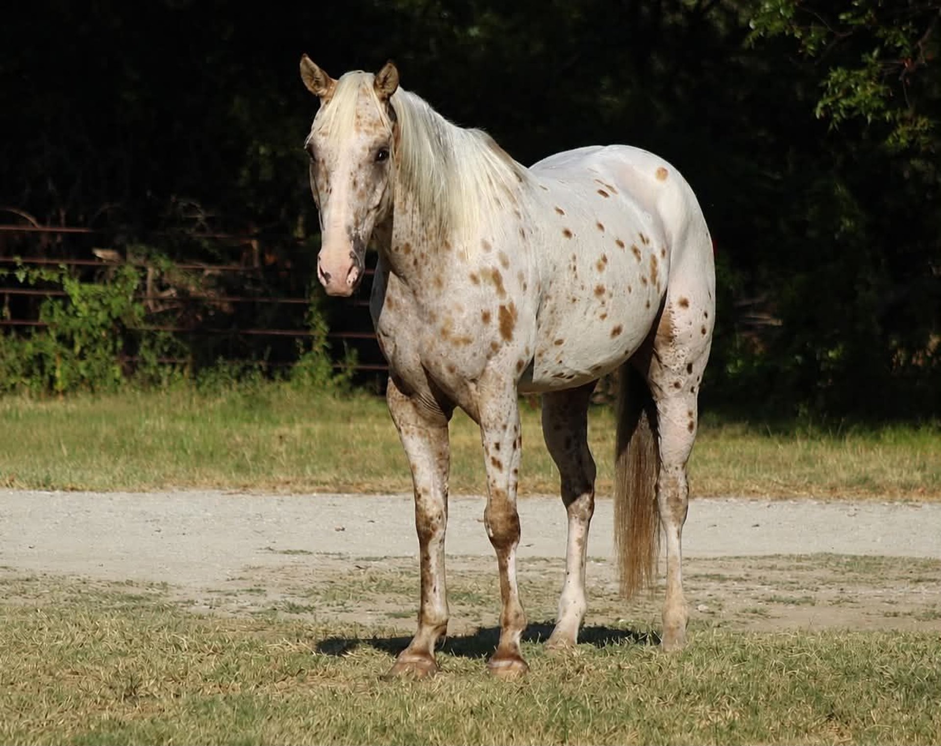 Bex, Appaloosa-Tigerschecke, Impression 2