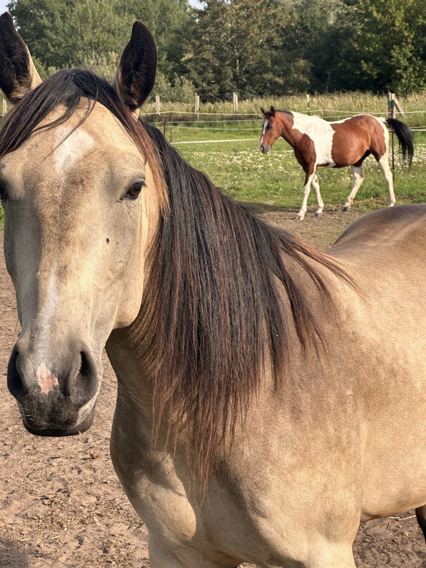 Caballo Cuarto De Milla Yegua 4 Años 135 Cm Bayo In Möllenhagen