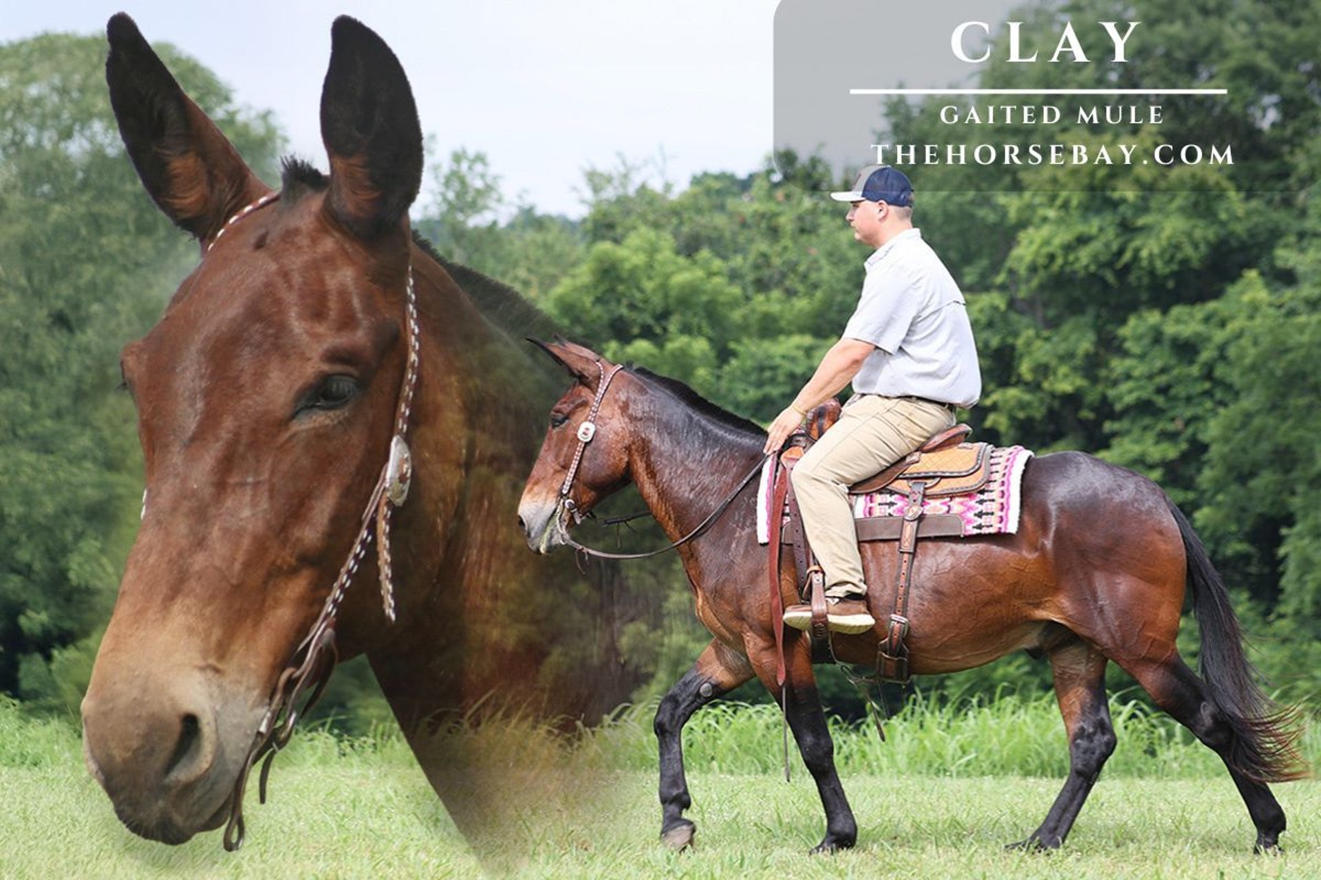 Mule Mix Gelding 11 years 15,2 hh Bay in Parkers Lake, KY