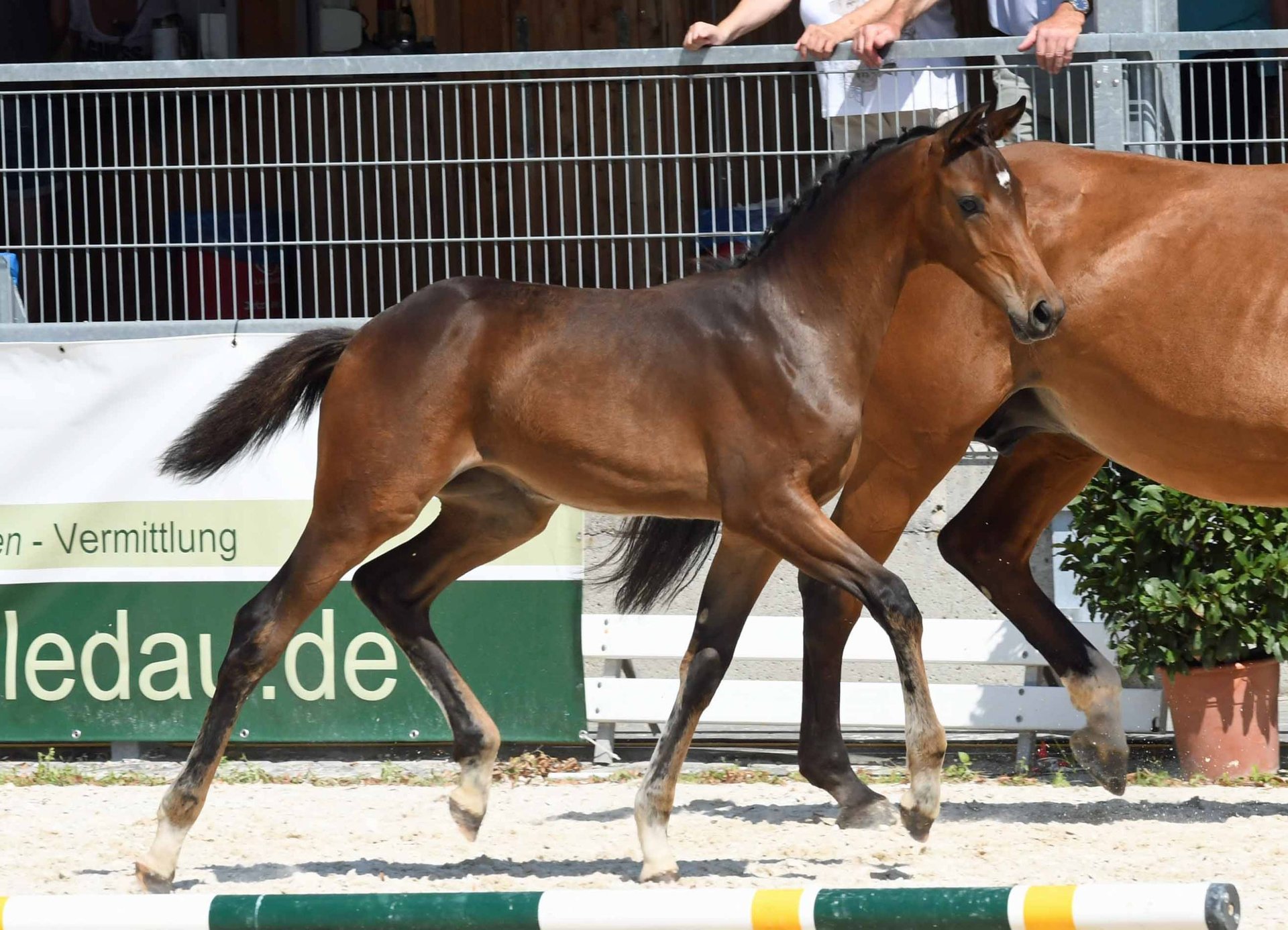 Bavarian Warmblood Mare 1 year in Landshut