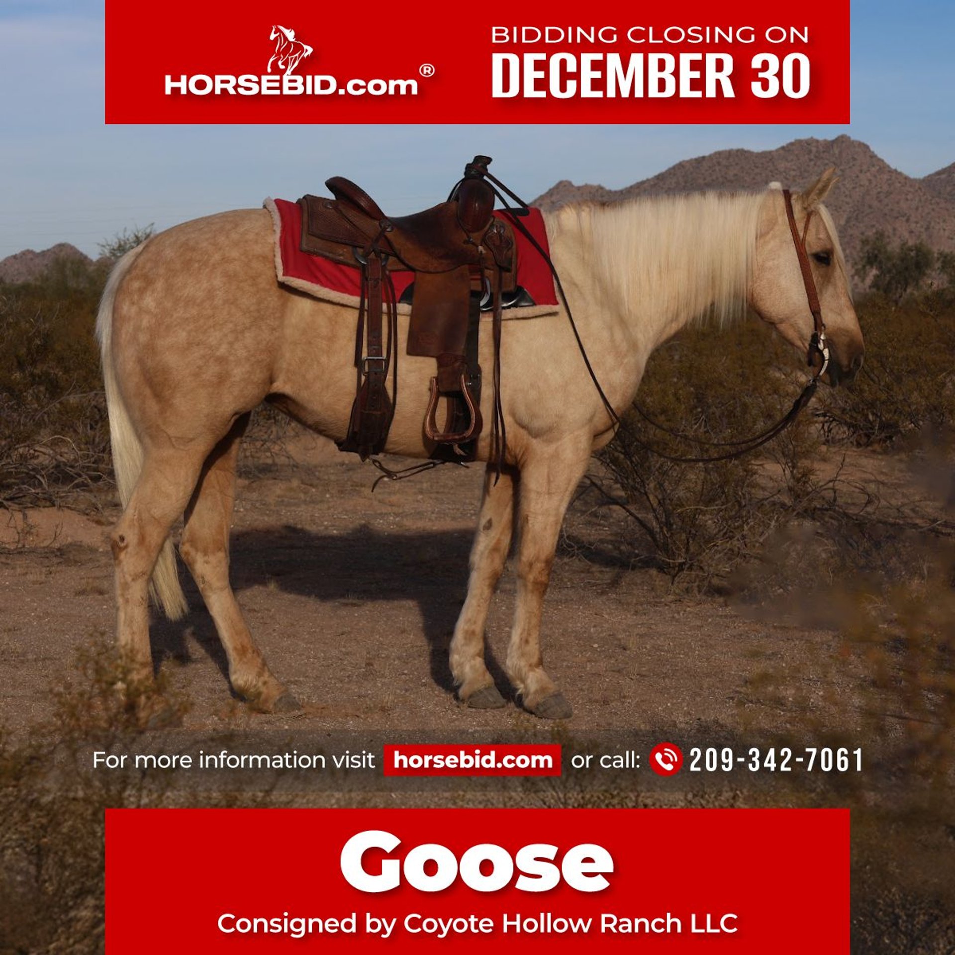 American Quarter Horse Stute 5 Jahre 155 cm Palomino in Casa Grande, AZ