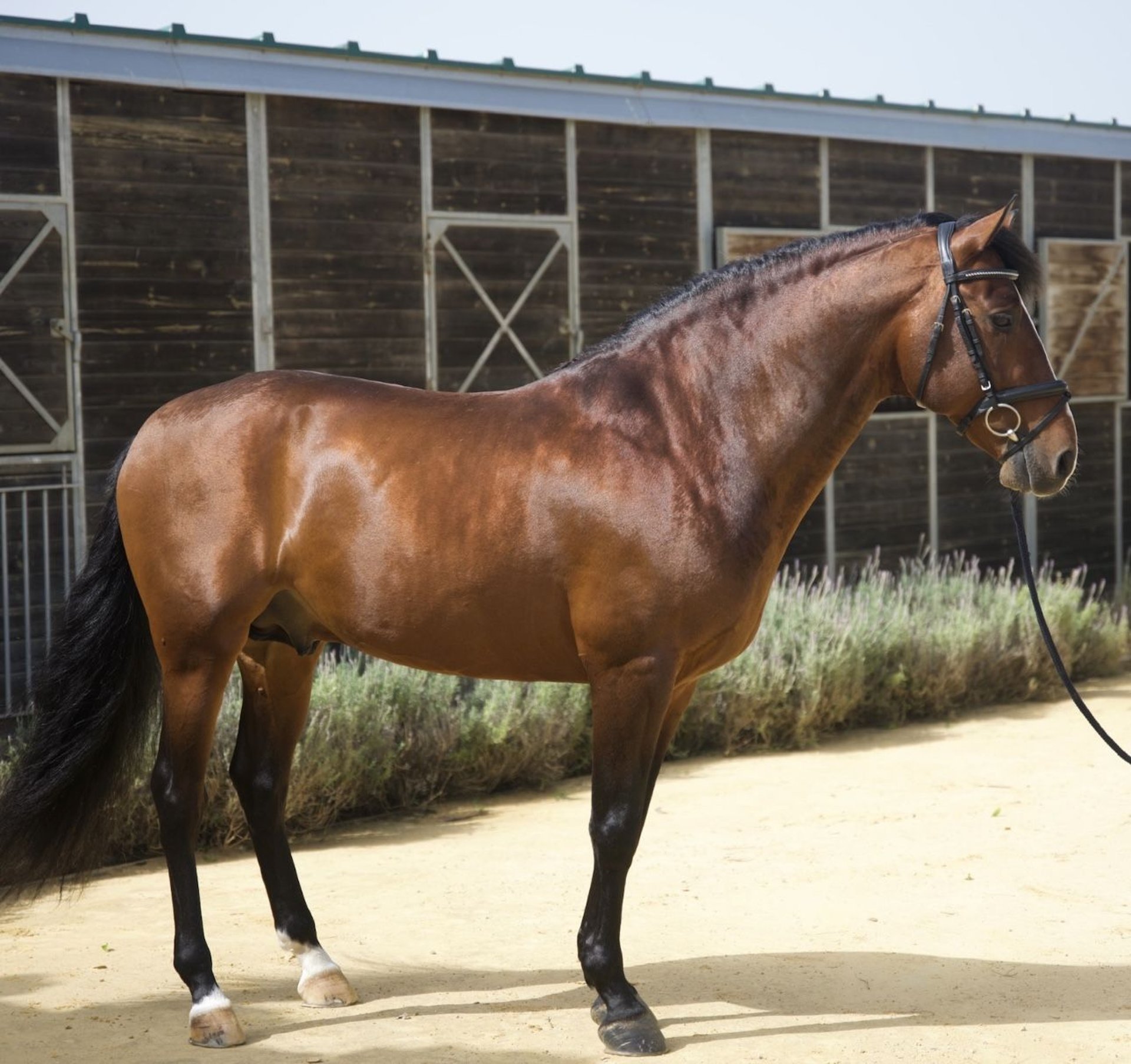Sargento, PRE-Hengst, Impression 1