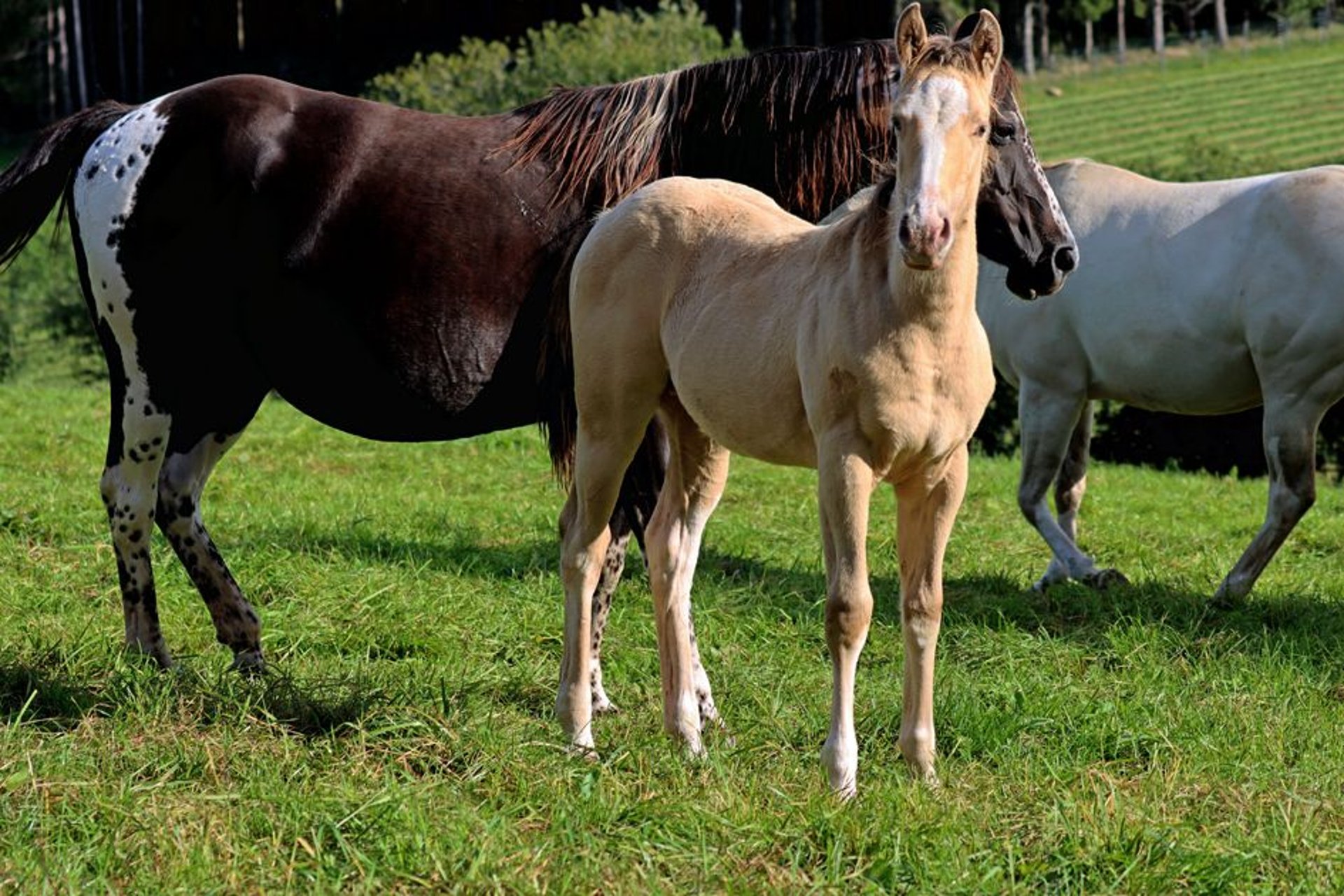 Paint Horse Hengst 1 Jahr 150 cm Champagne in Hellenthal