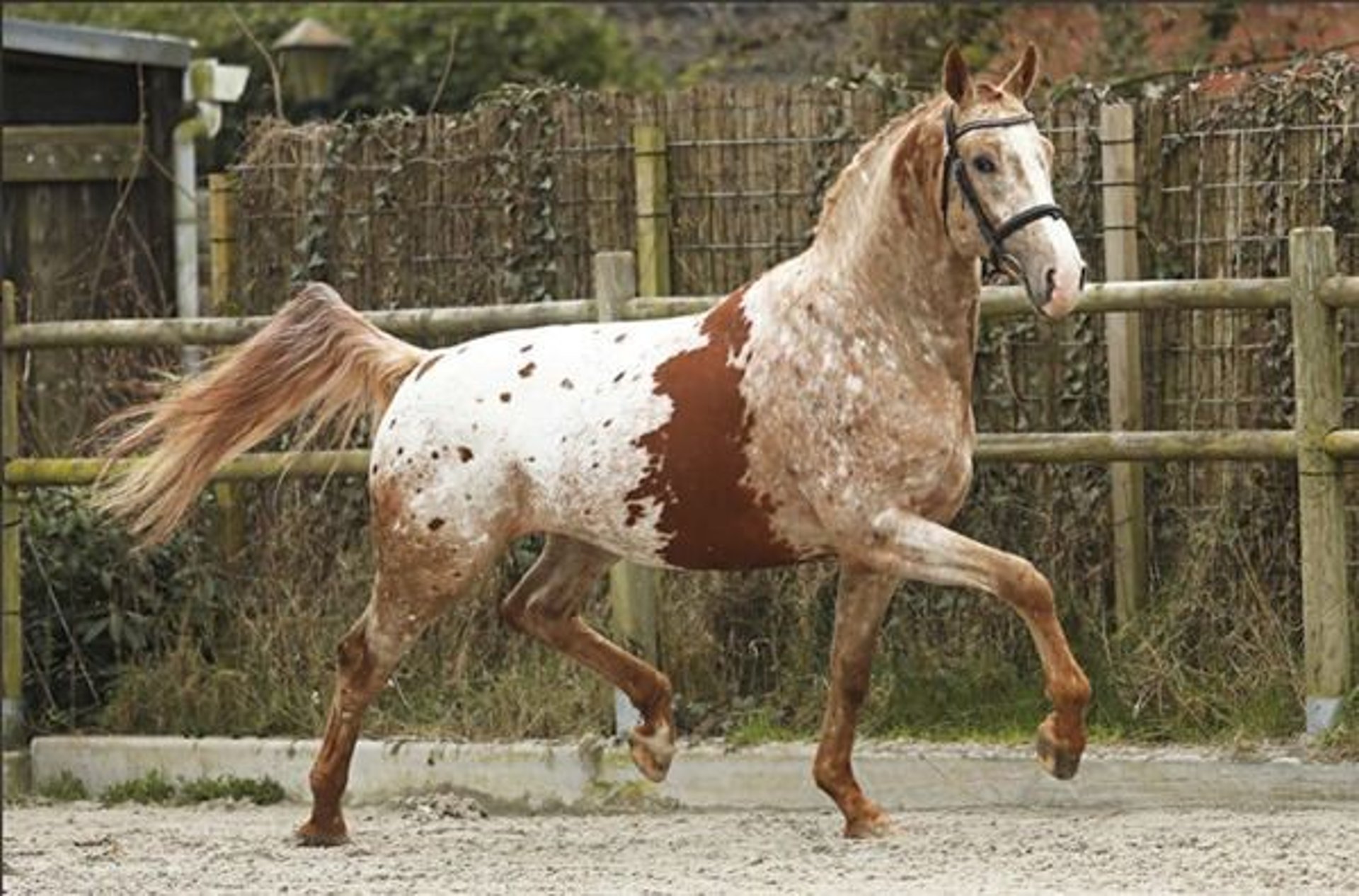 PERU´S SANSARYNO Appaloosa Semental Alazán rojizo in Talavera De La Reina