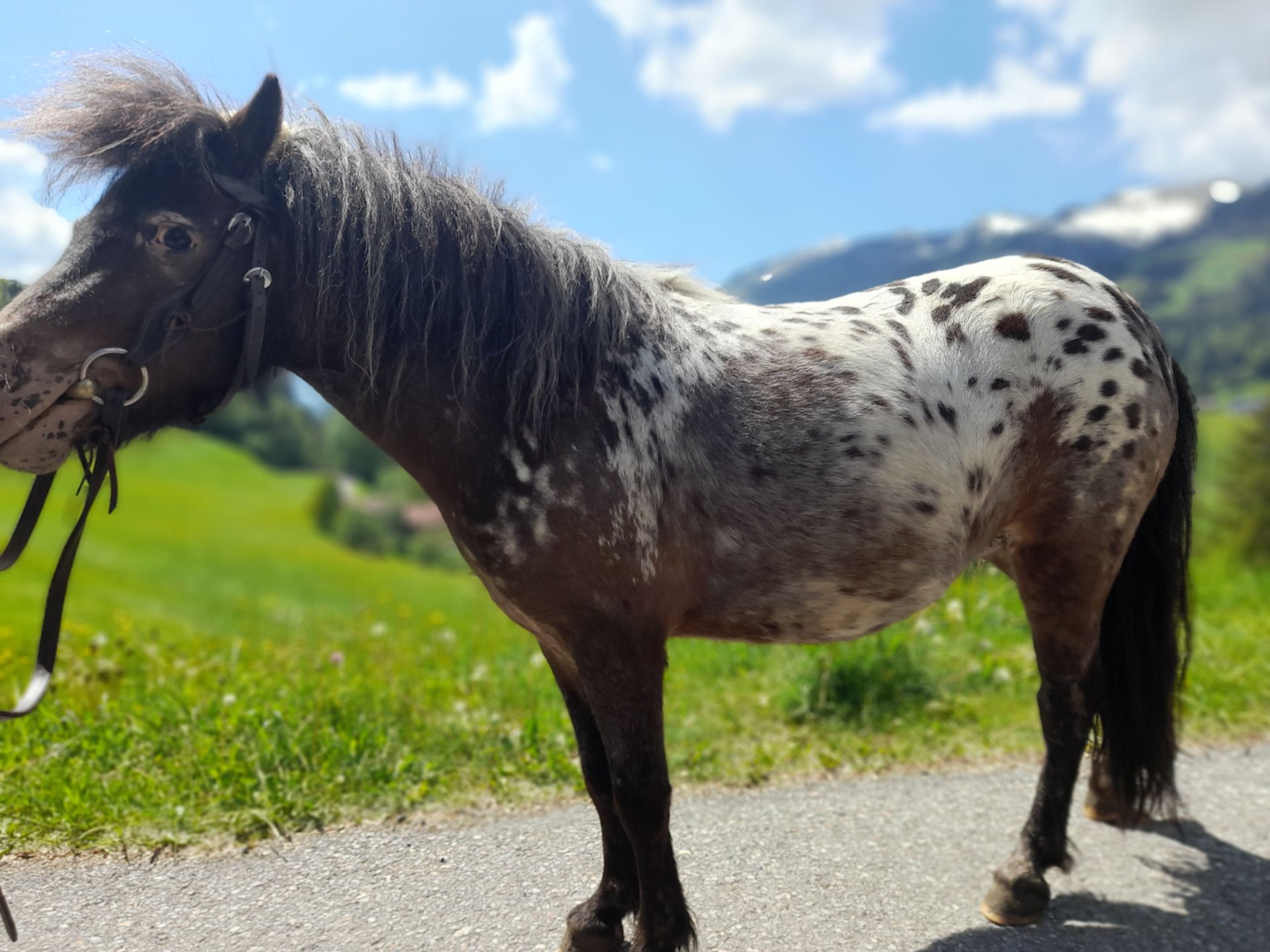 Shetland Ponies Mix Mare 4 years 9,2 hh Leopard-Piebald in Widnau