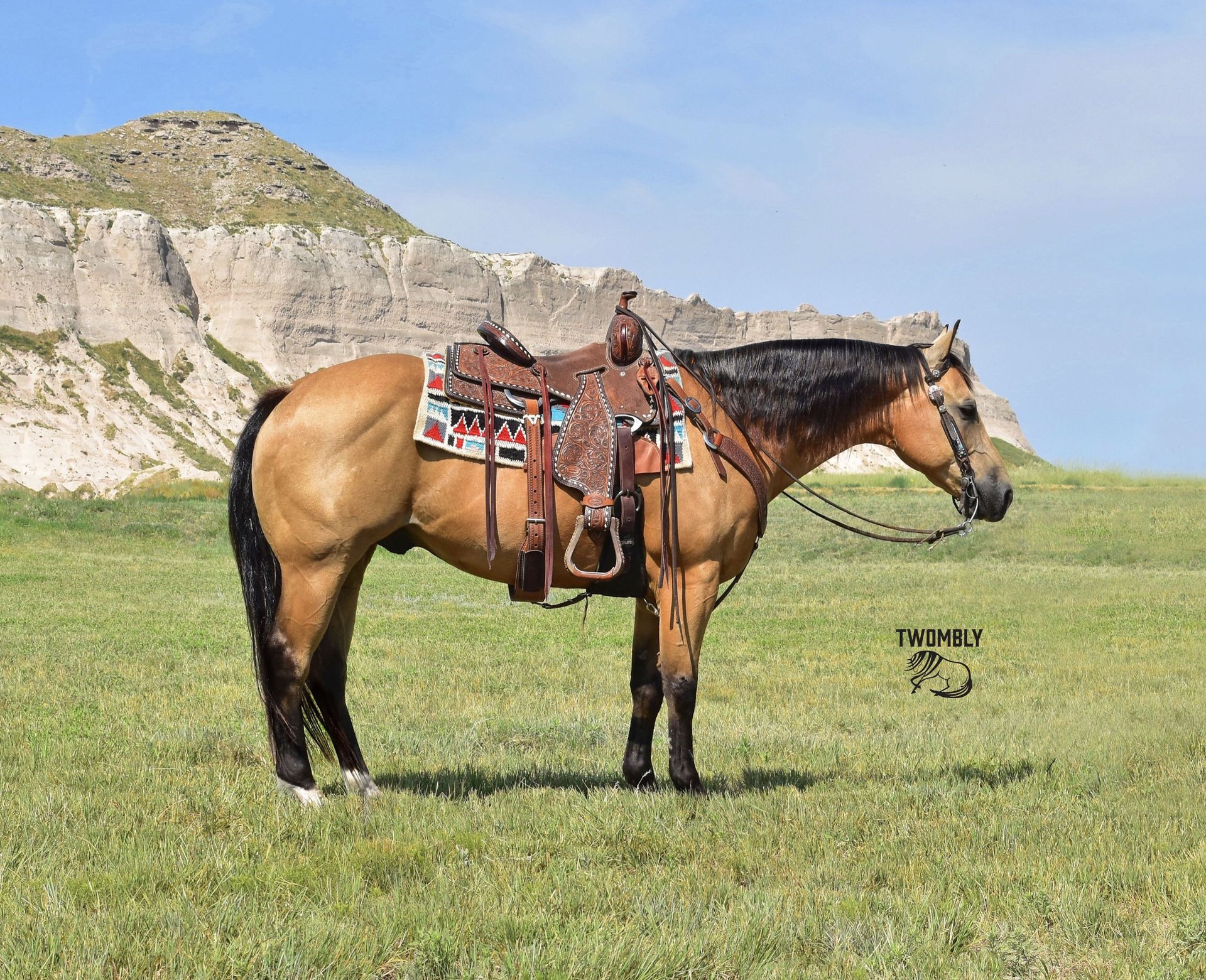 American Quarter Horse Gelding 9 years Buckskin in Bayard, Nebraska