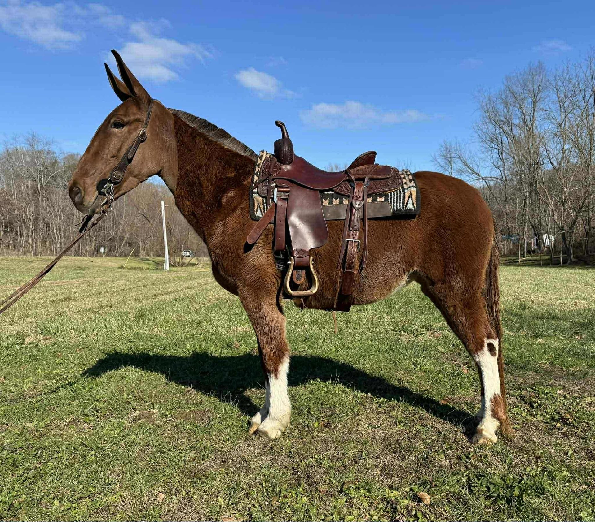 Maultier Wallach 5 Jahre 152 cm Dunkelfuchs in Grassy Creek KY