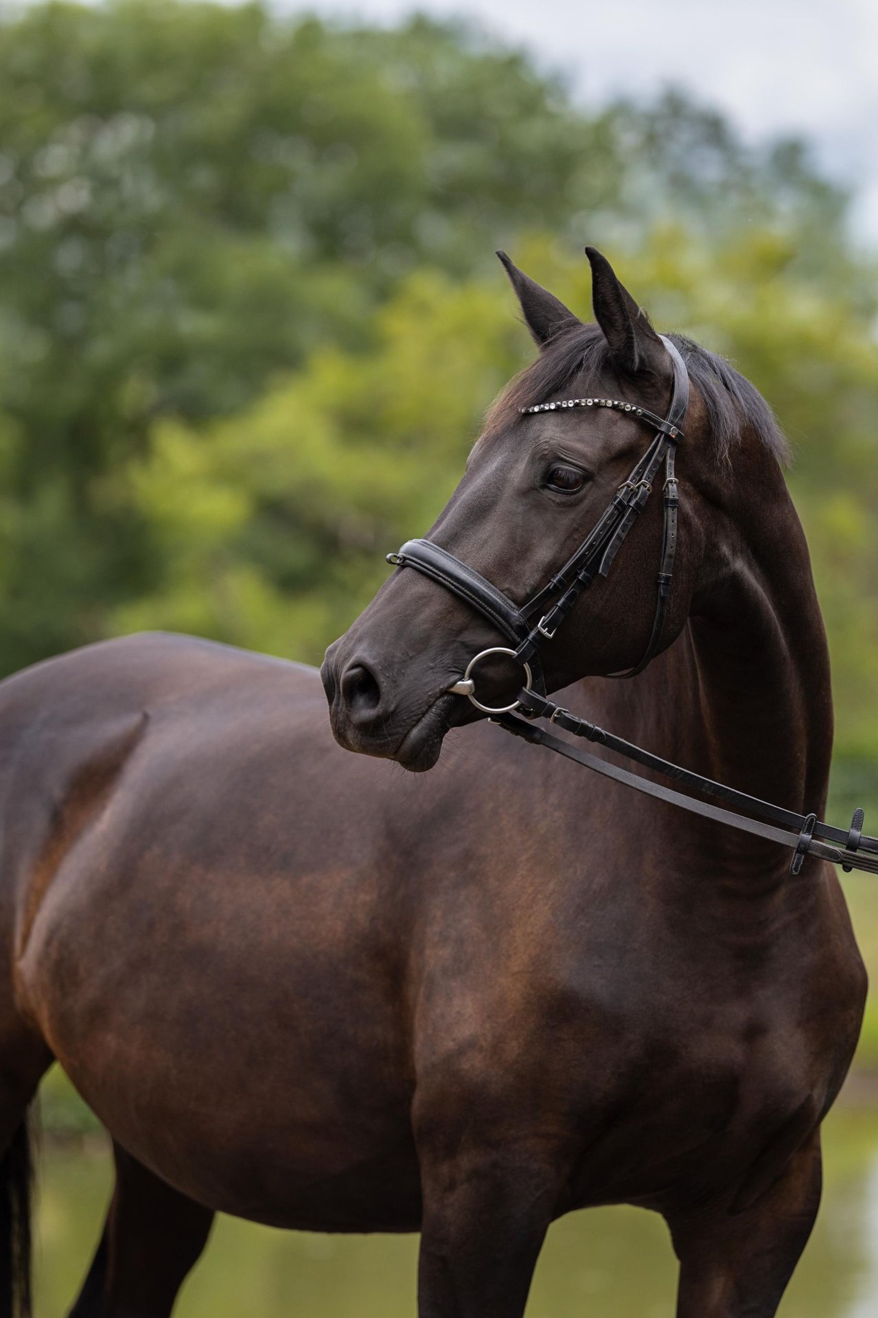 Trakehner Stute – Impression 1