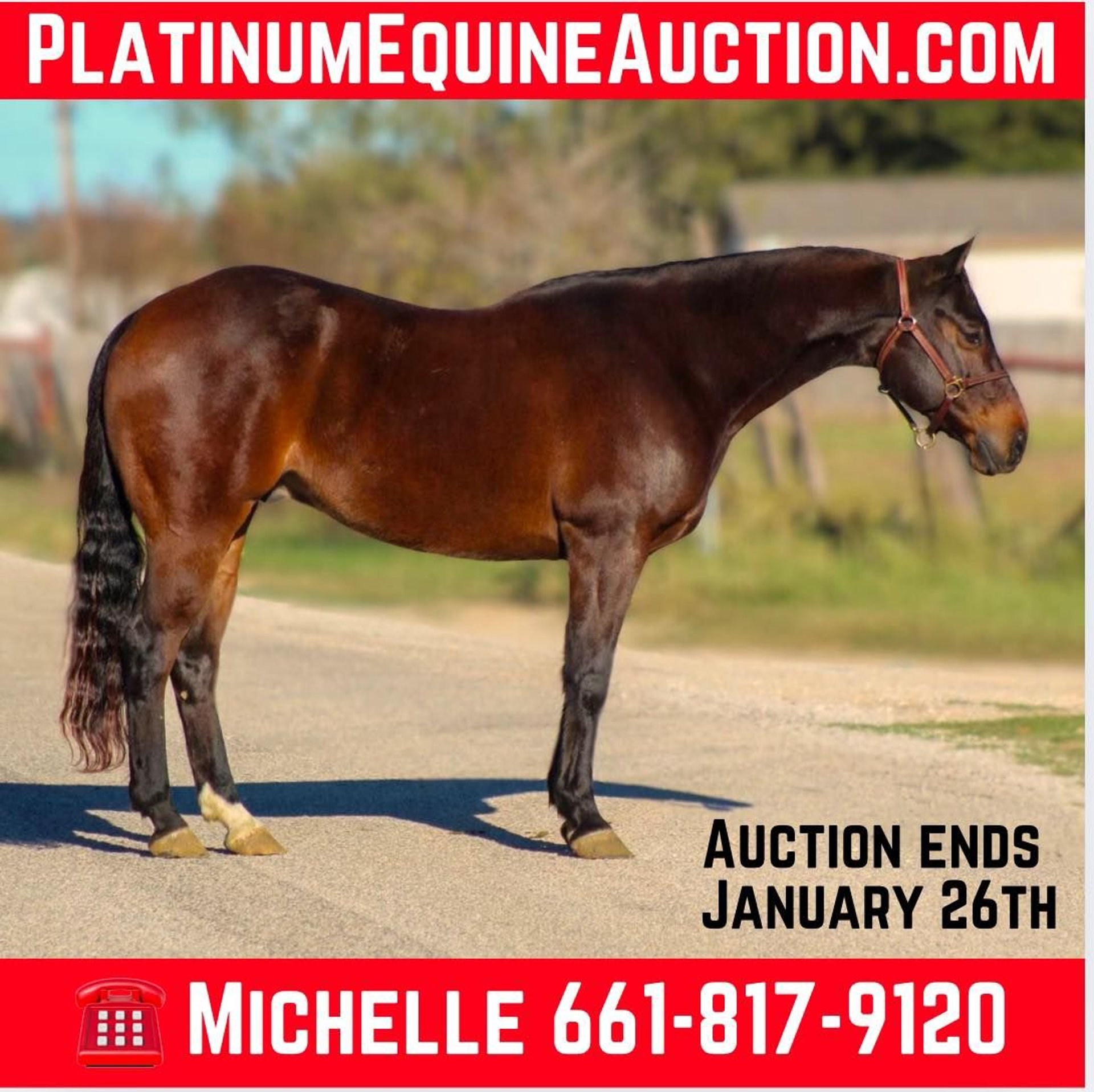 Caballos En Venta En Texas